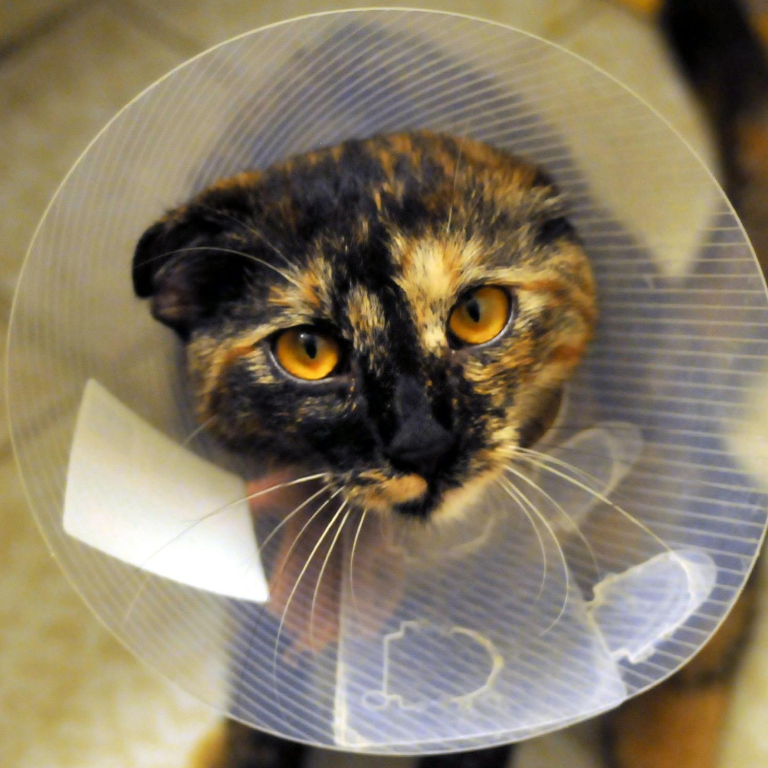 How veterinary treatments work in Ireland episode artwork