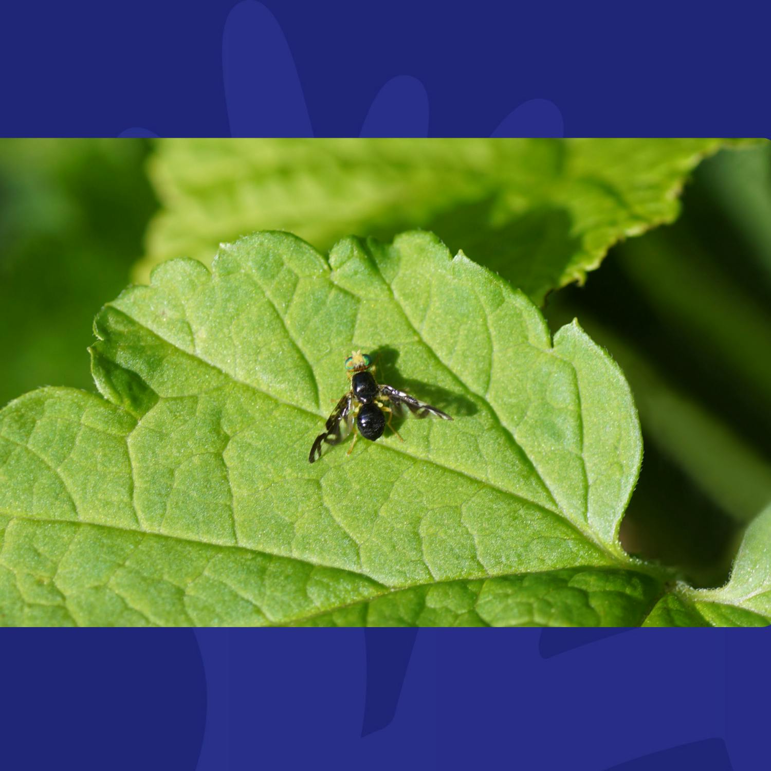 This Is A Great Hack For Helping With Any Fruitflies In Your Home This Is A Great Hack For Helping With Any Fruitflies In Your Home