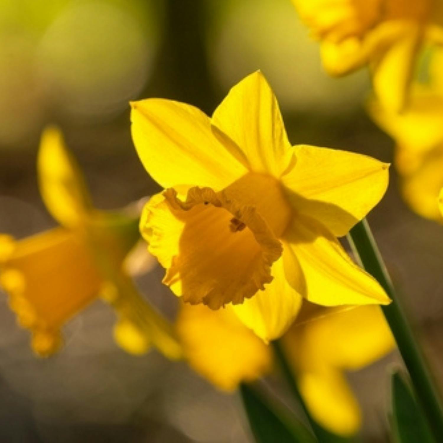 Gardening: Flowering gifts for Mothers Day