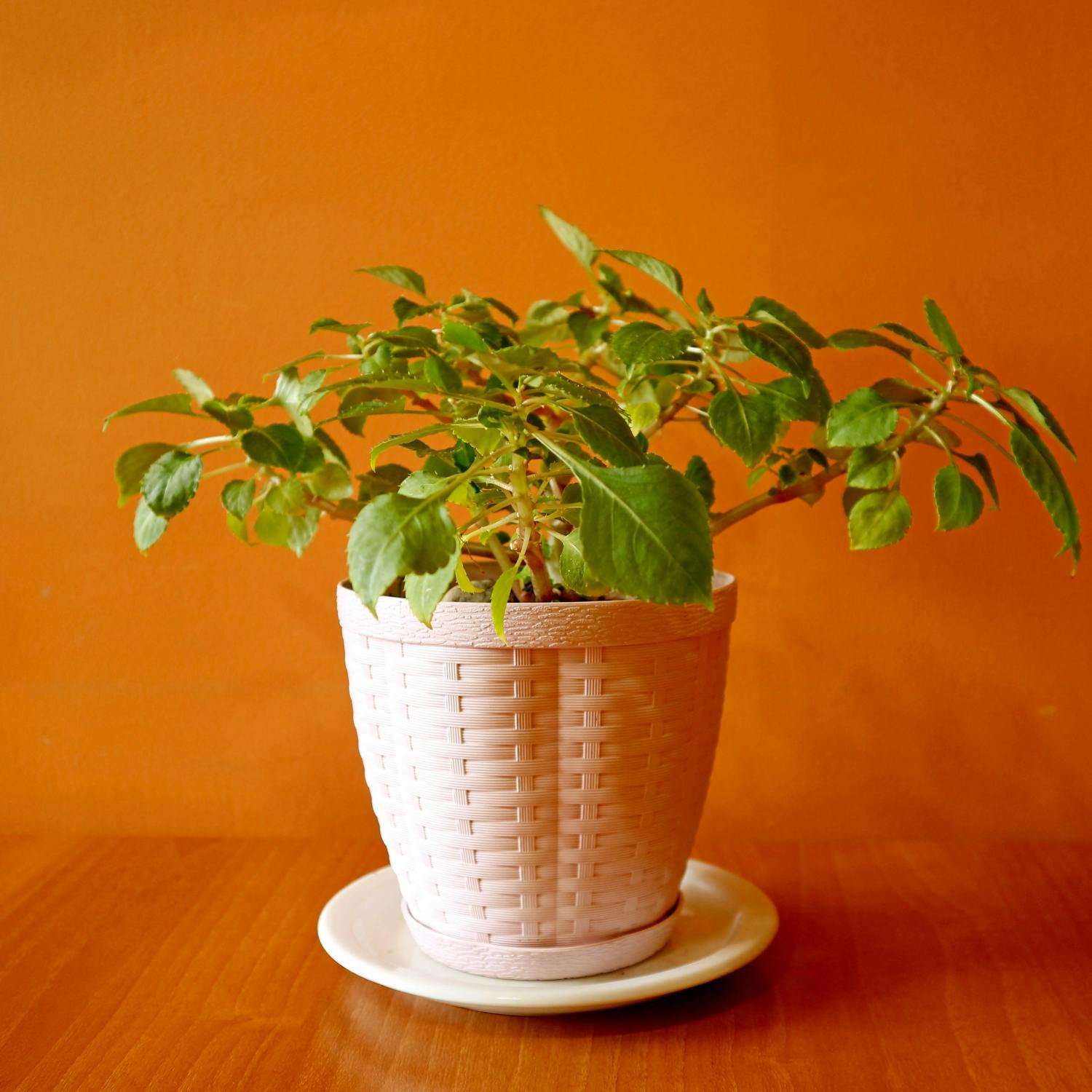 Knowing how to keep your houseplants alive!