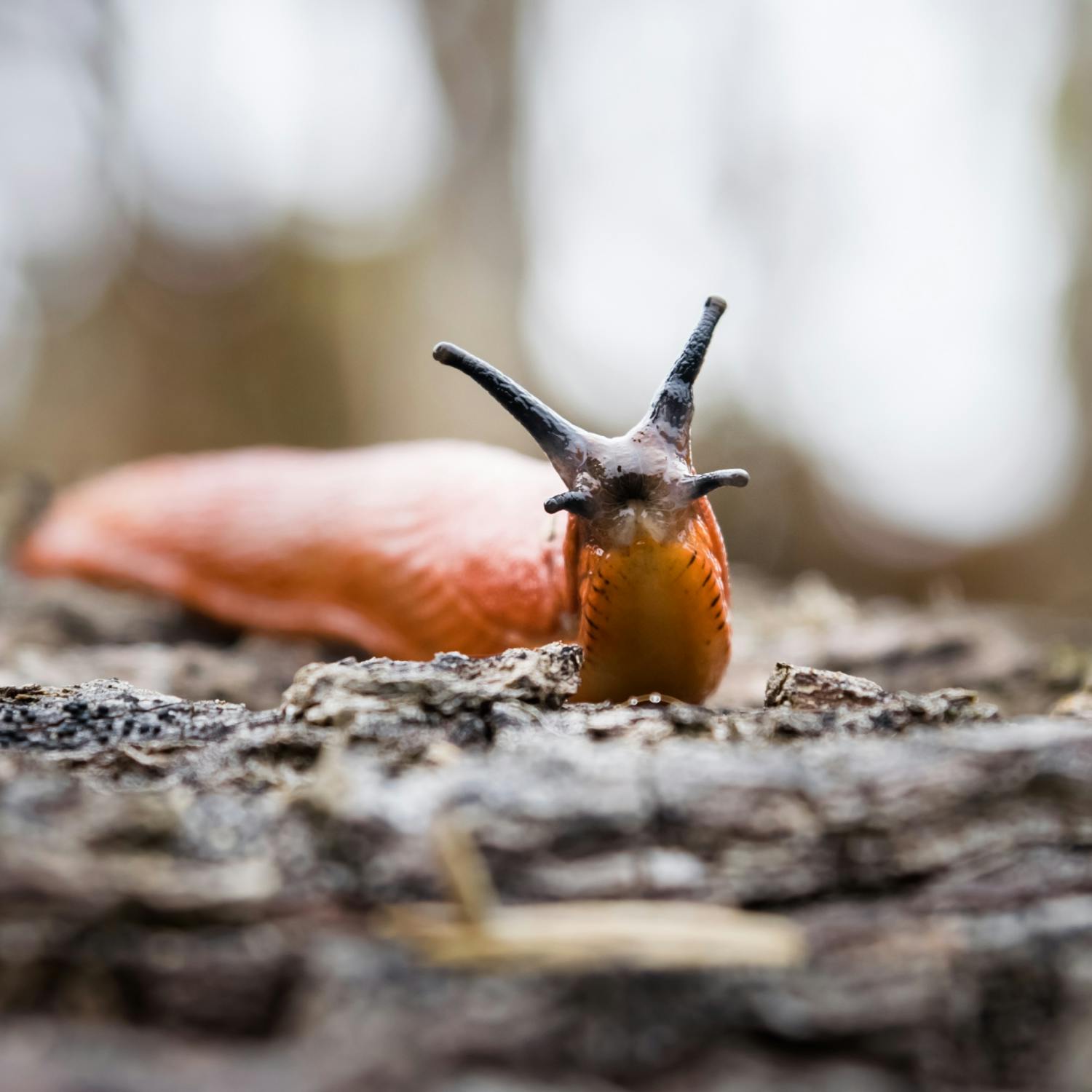 Dealing with slugs after a downpour episode artwork