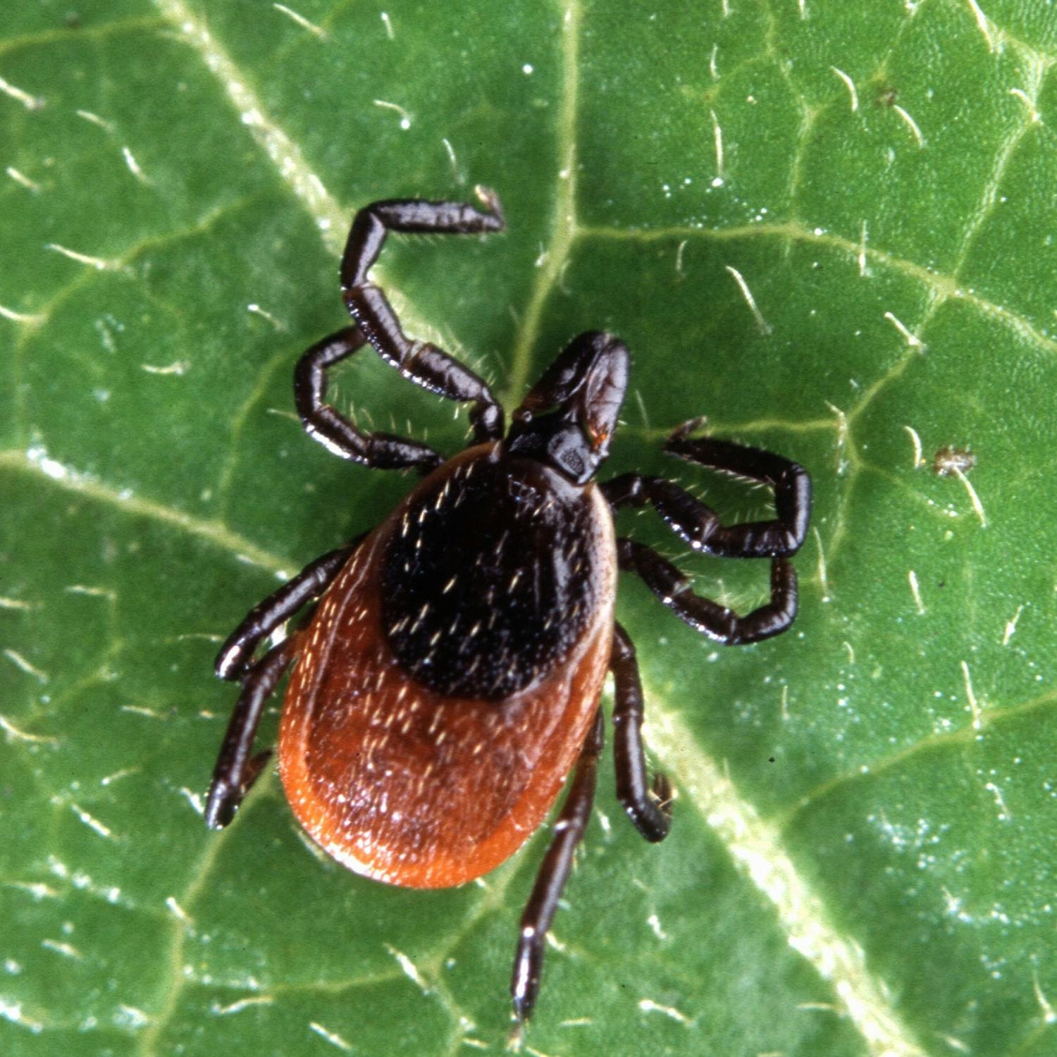 HSE warns of Lyme disease this summer - how can you protect yourself?