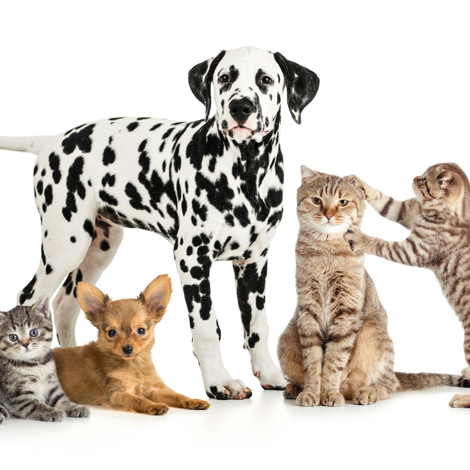 Should you get pet insurance? The Pat Kenny Show Highlights Podcast