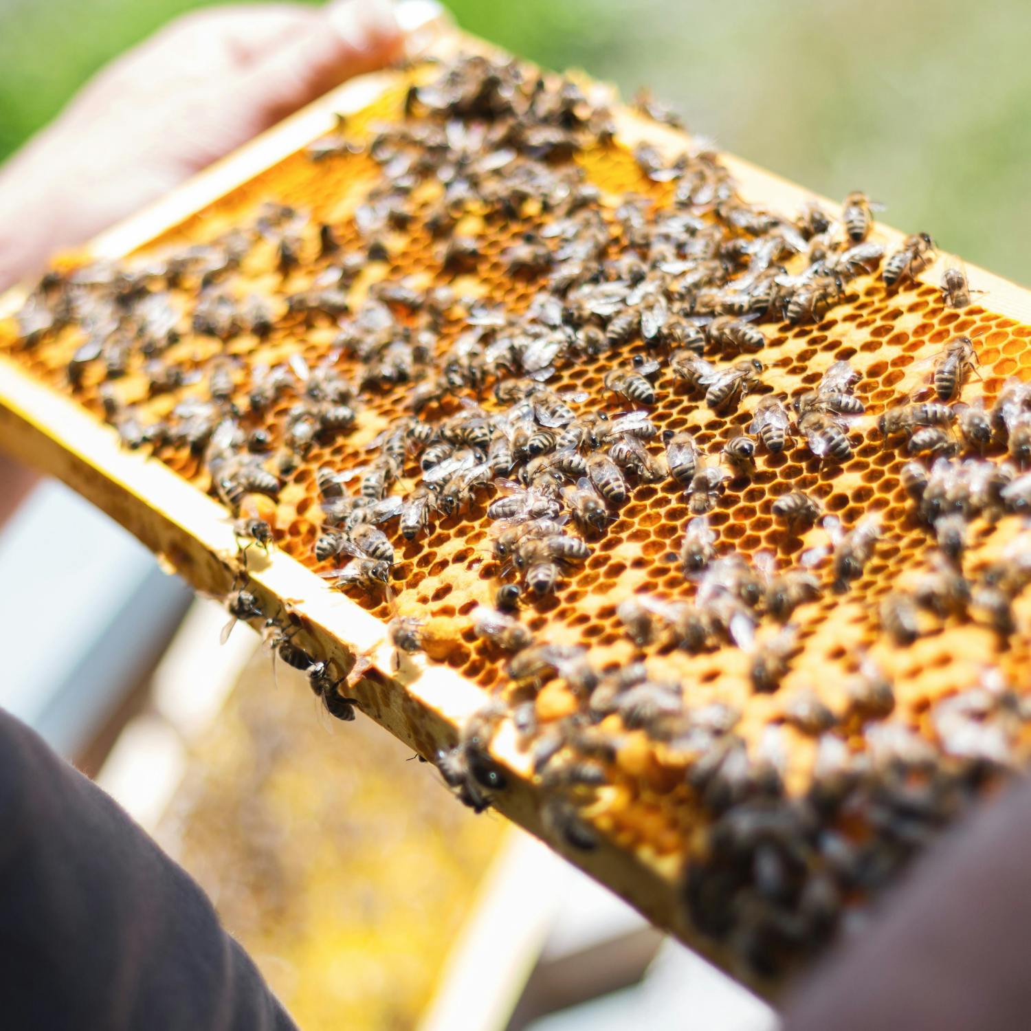 Ask Me Anything: Beekeeper Ask Me Anything: Beekeeper