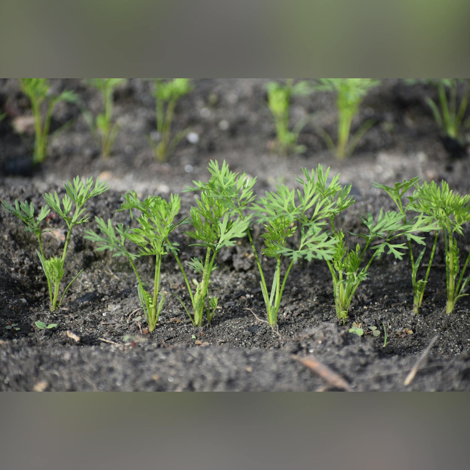 Do we need to grow more food for our own security?