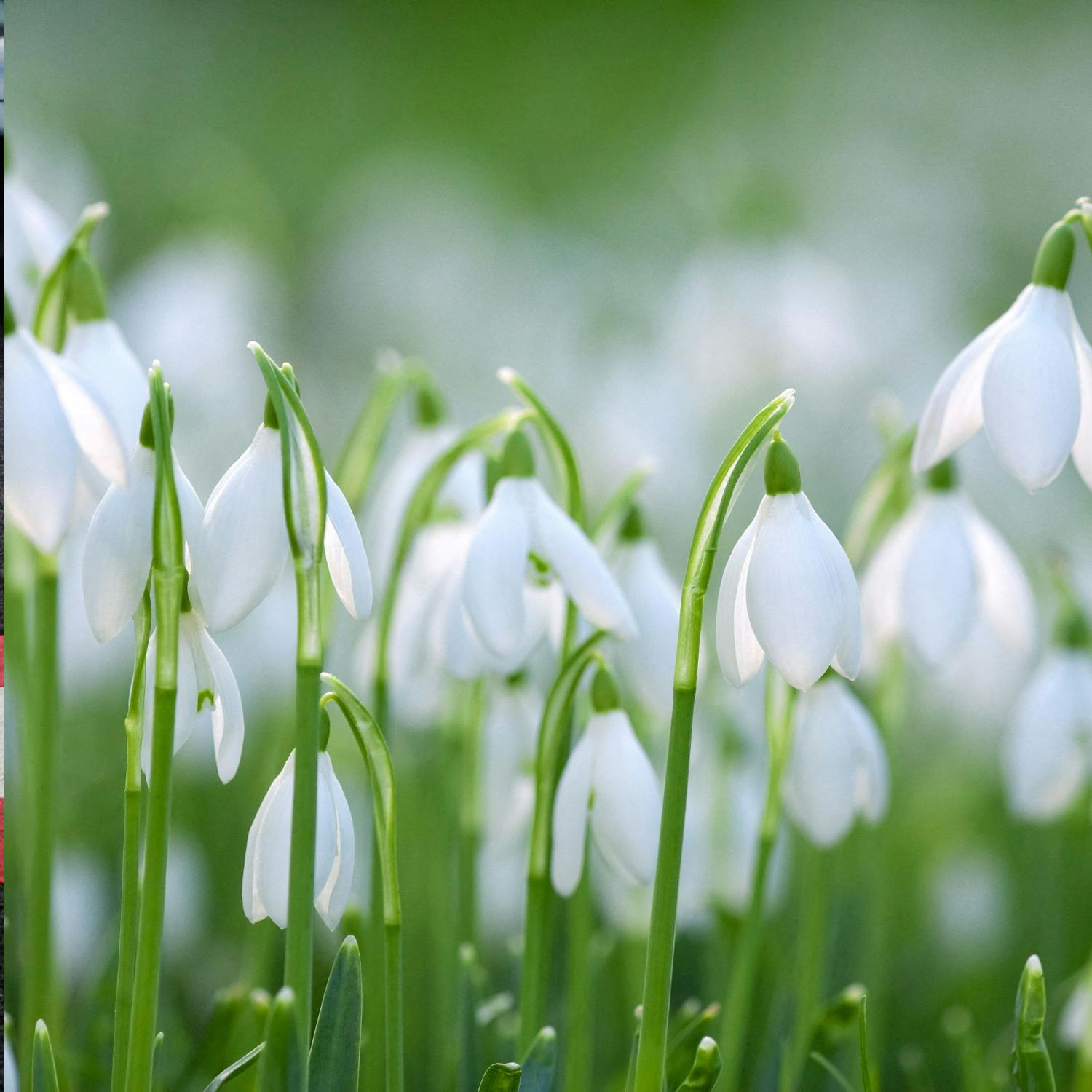 Snowdrops, the harbinger of spring, symbol of hope!