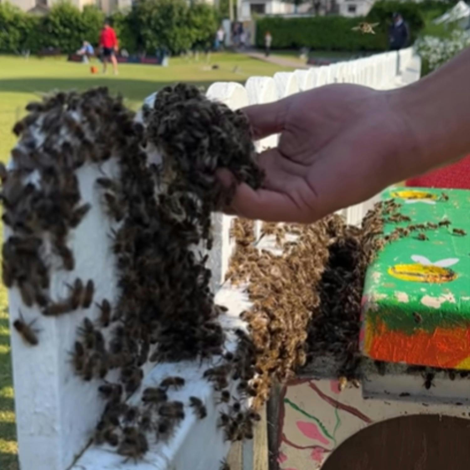 20,000 Bees Swarm Cork Cricket Match Image