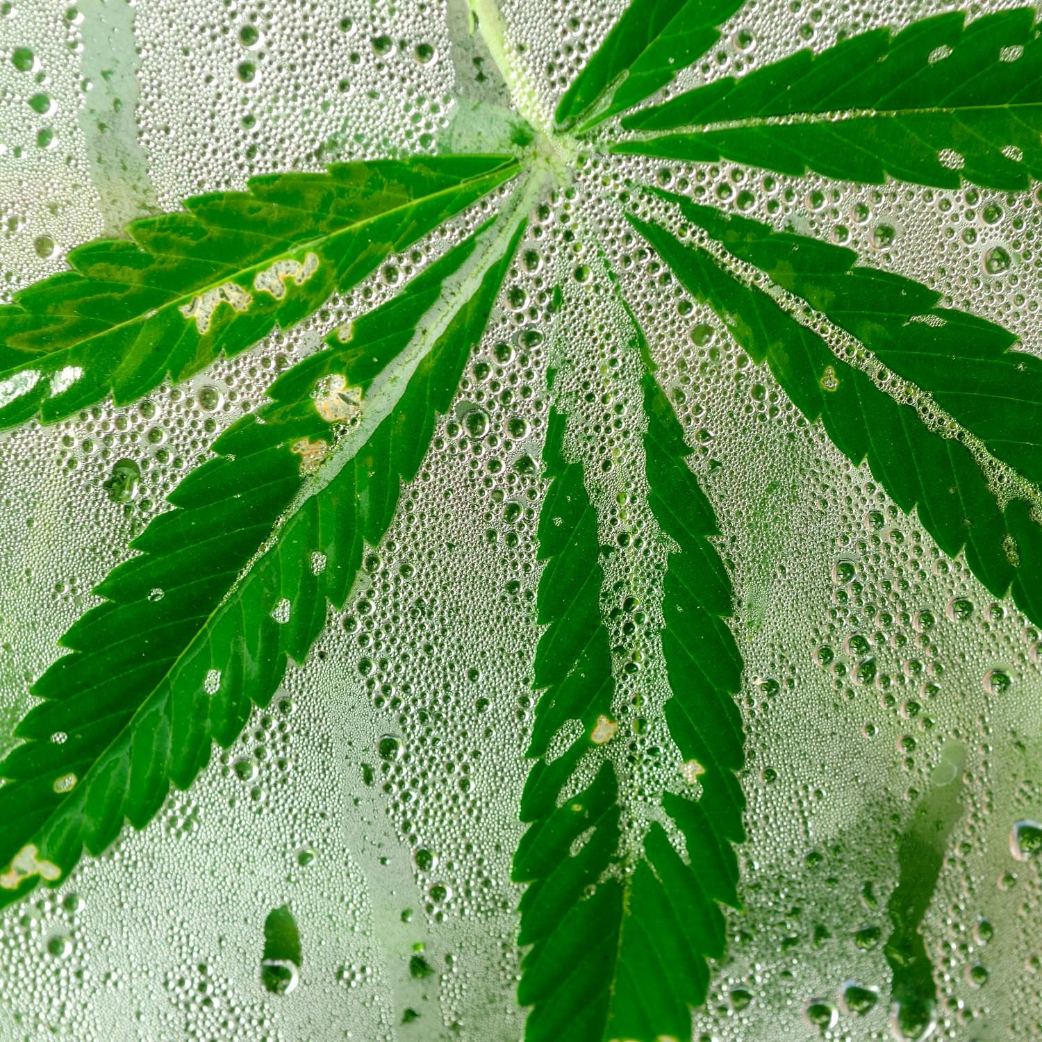 Is now the time to legalise cannabis?
