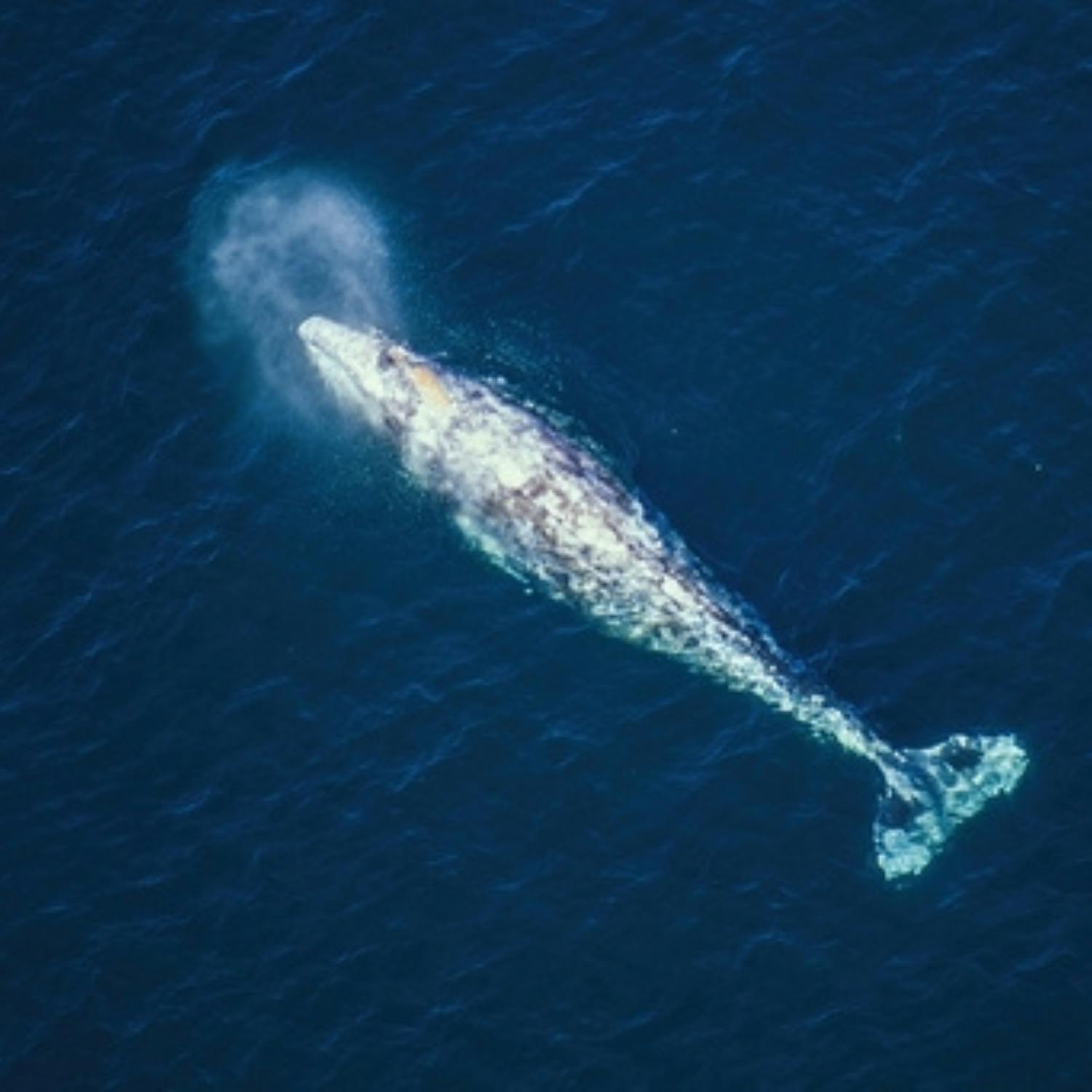 Pacific grey whales have shrunk by 13% in two decades