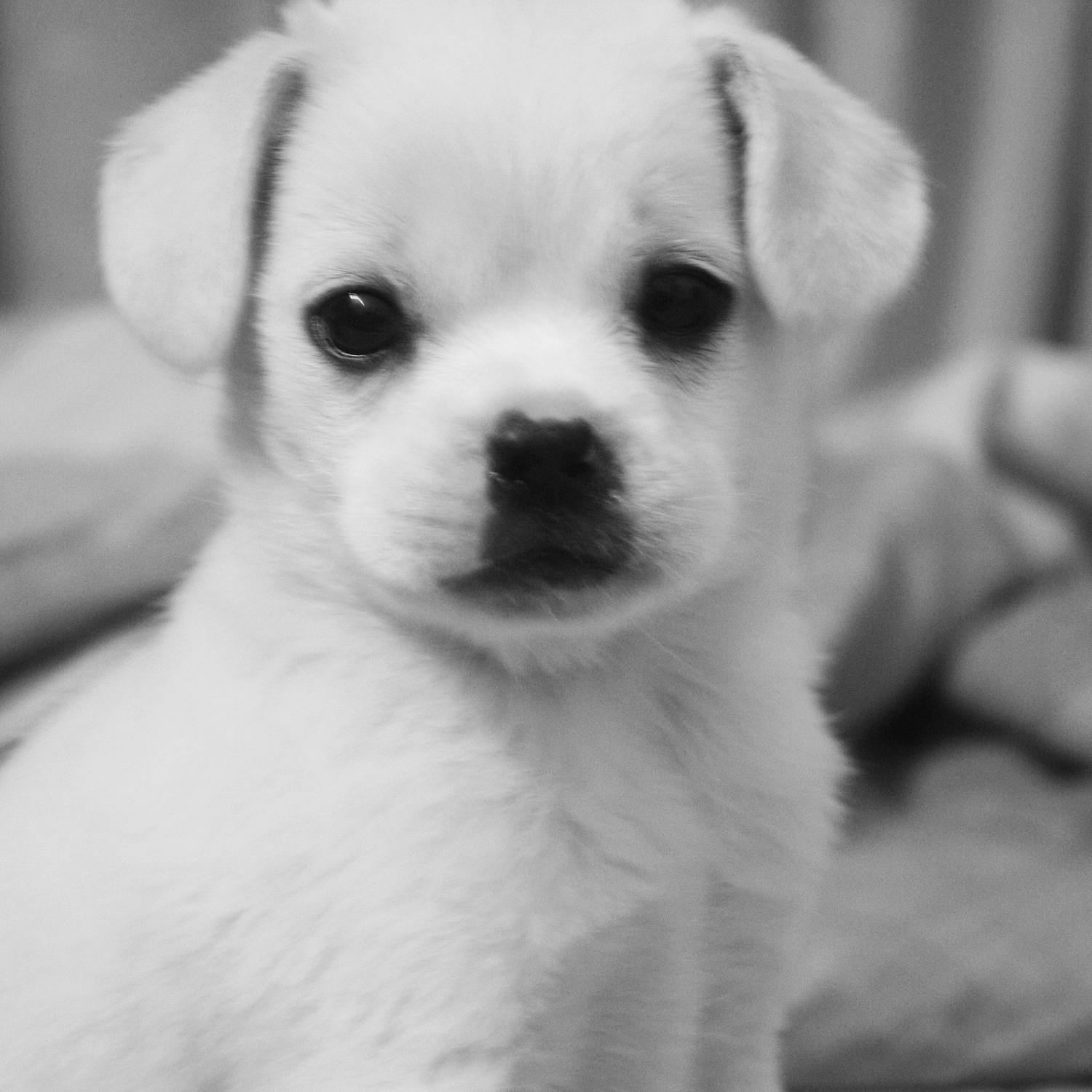 Legislation to end Ireland’s reputation as ‘puppy farm capital of Europe