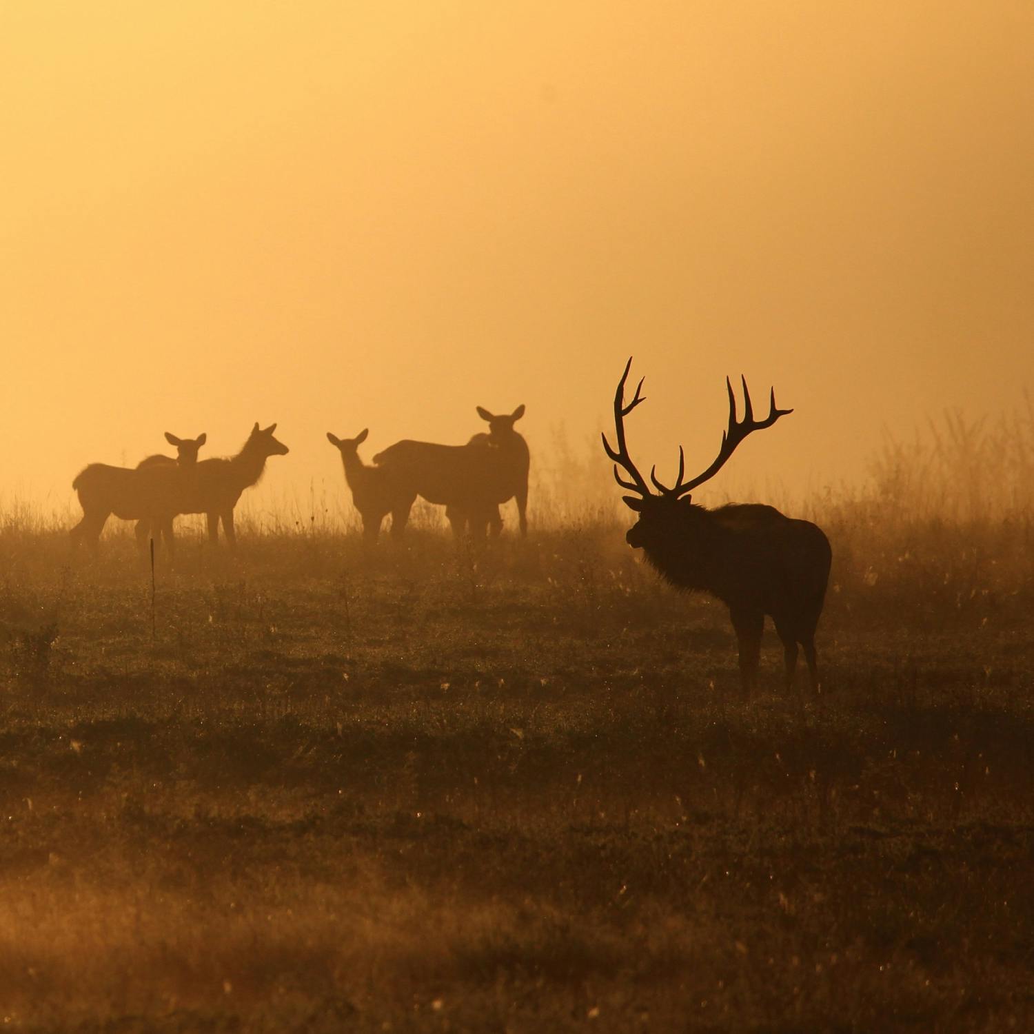 How do you cook elk? episode artwork