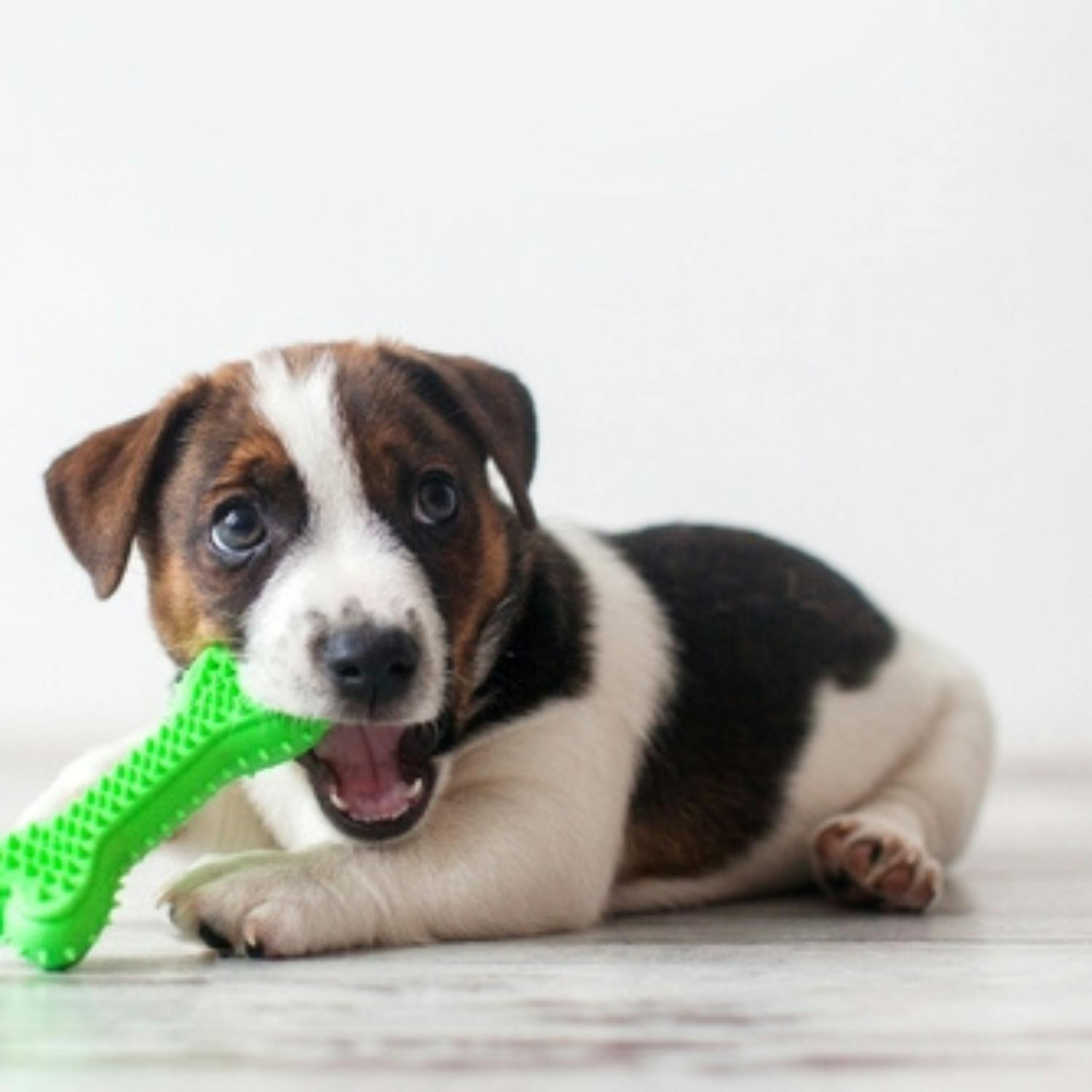 Where you can donate old pet items