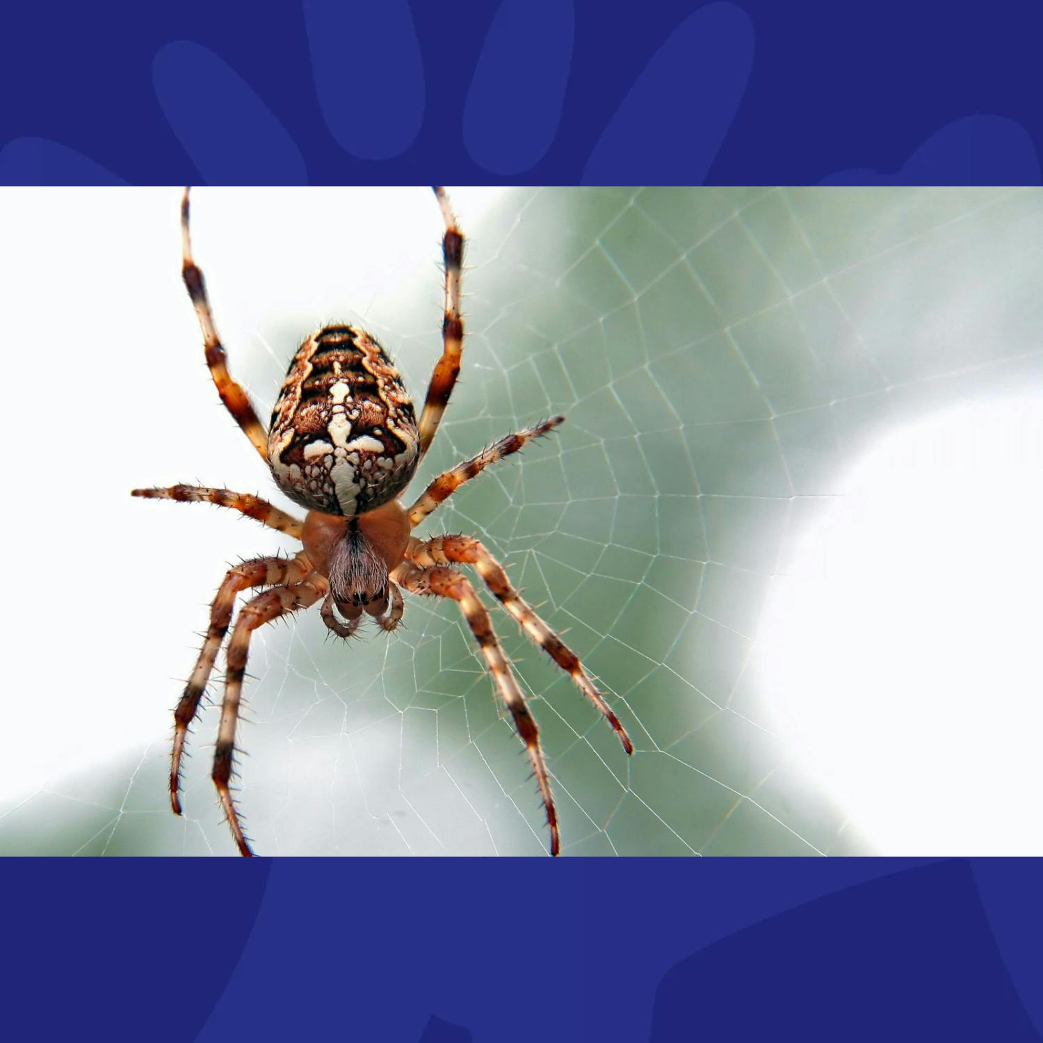 Gift Grub: Spider Season Has Miriam Trapped!