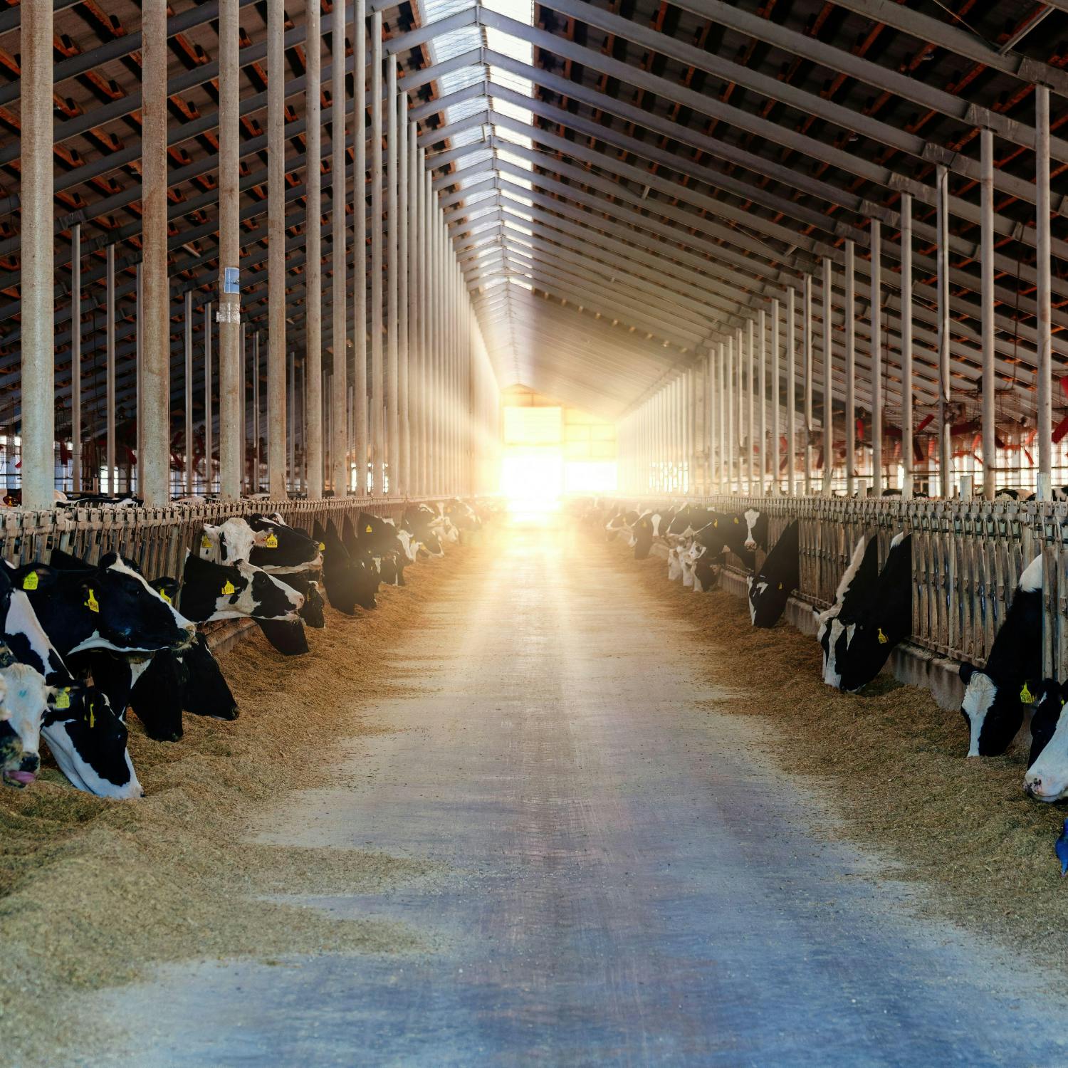 How the EU-Mercosur Free Trade Agreement could effect Irish farmers?