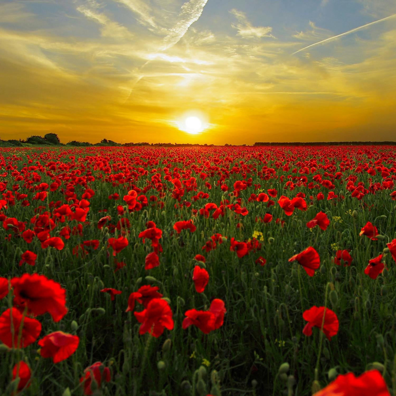 The history of Armistice Day