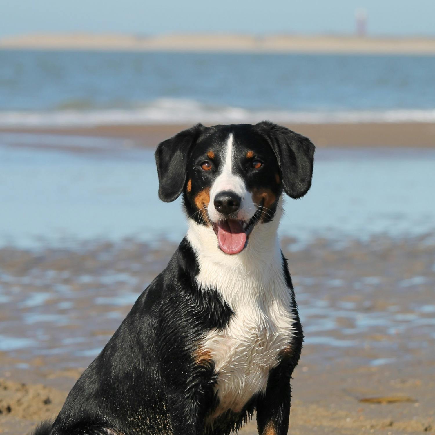 How to do Stuff: Naming a pet