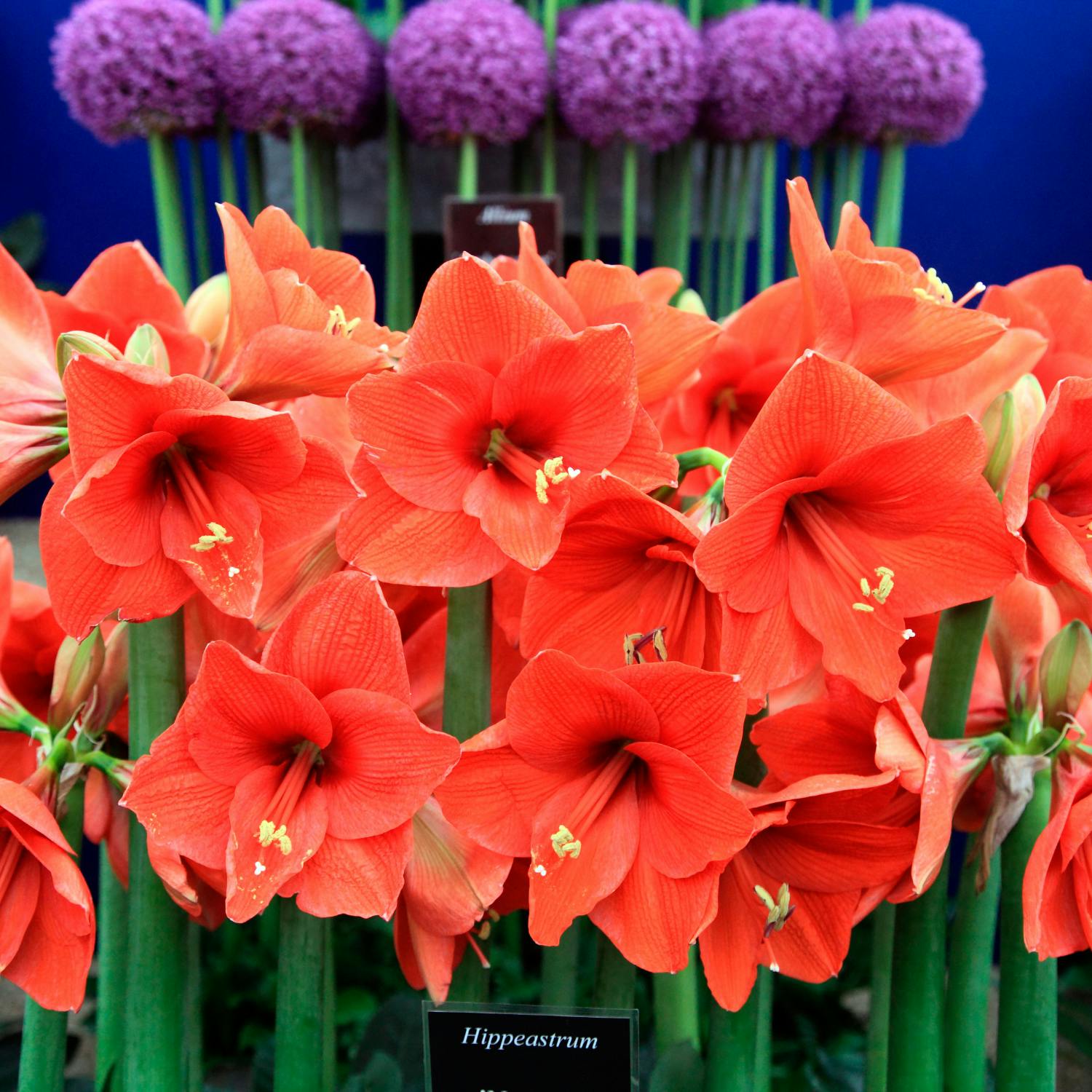 cover of episode Sustainability takes centre stage at Bloom 2025