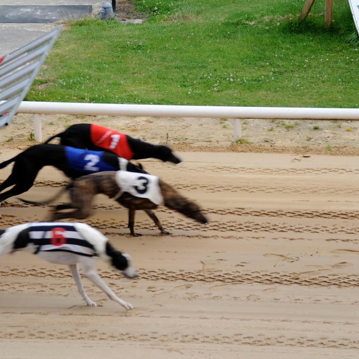 Should Ireland ban greyhound racing?