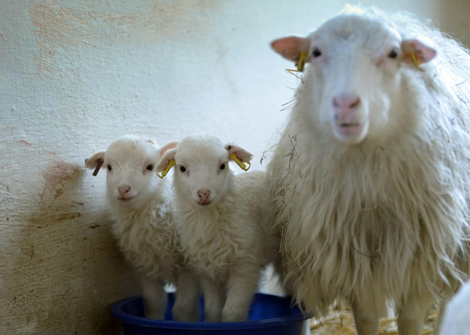 Farming: Sheep farmers, the wool aspect of the business isn't going well