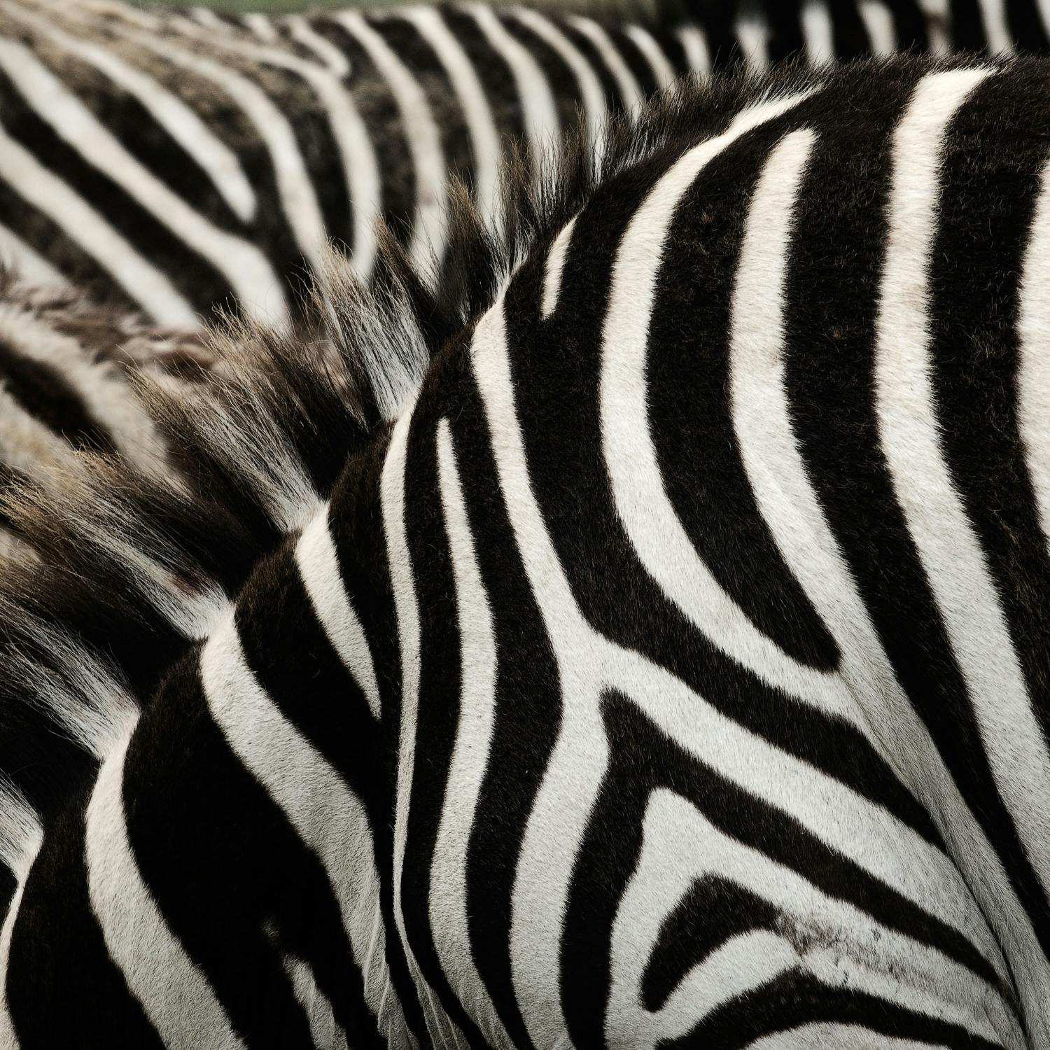 Green Scene: Painting zebra stripes on cows could repel insects