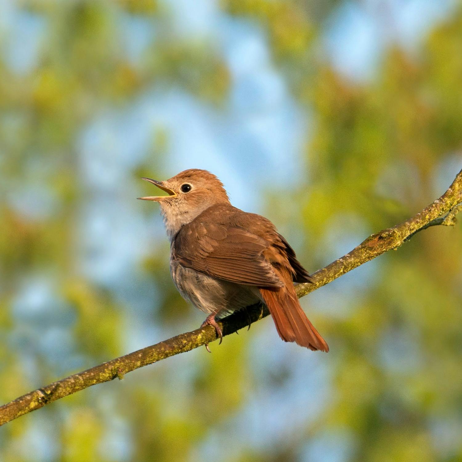 Gardening: Taking care of your garden song birds