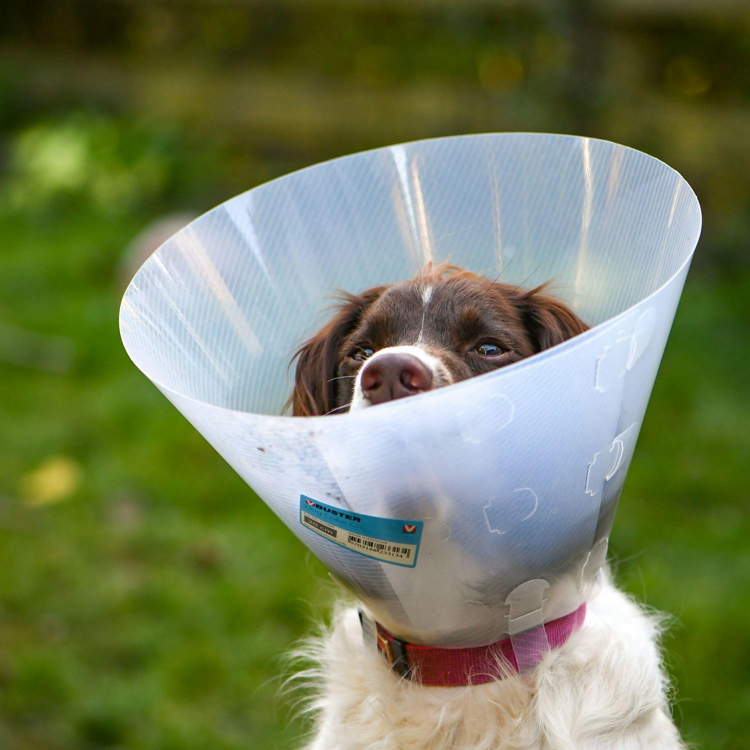 How important is pet insurance?