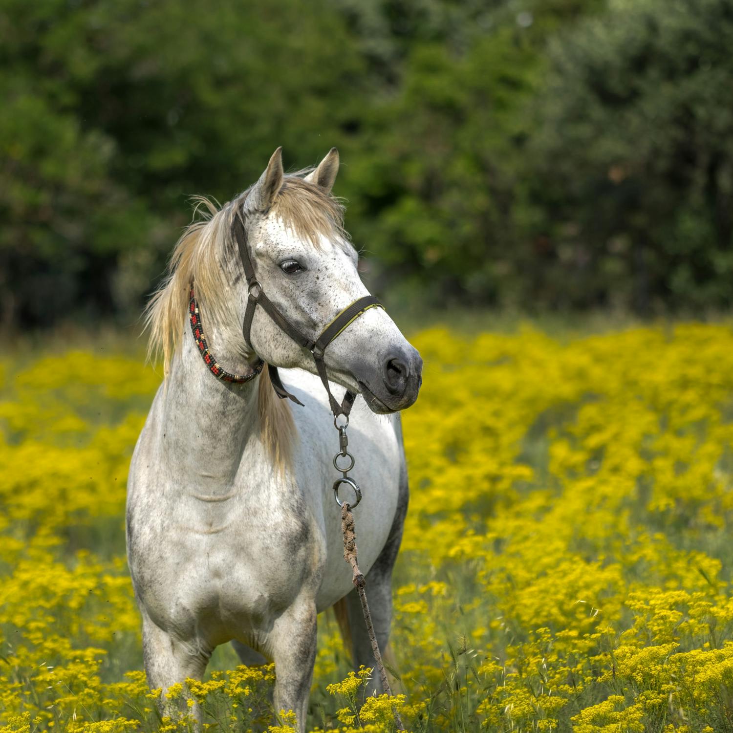 Parenting: Daughter gives up on horse riding episode artwork