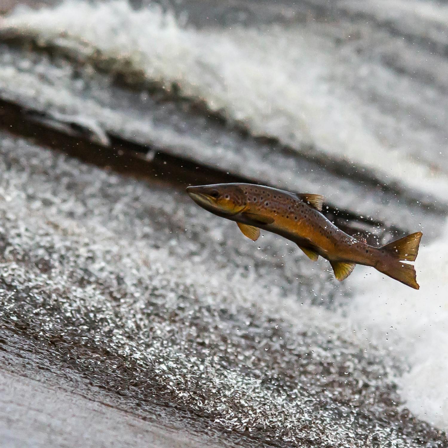 Is there a wild salmon crisis in Ireland? episode artwork