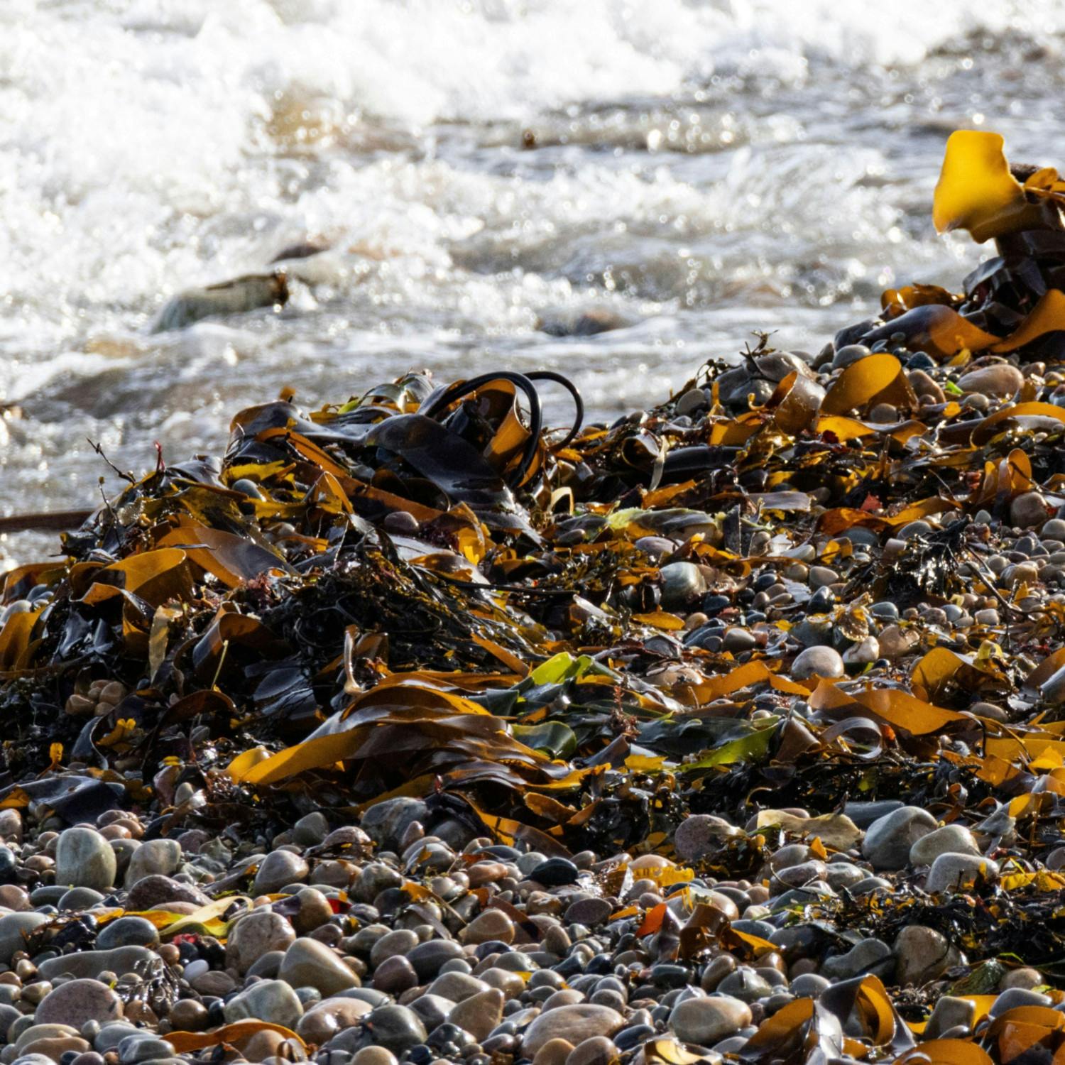 Ireland failing to maximise the potential of seaweed