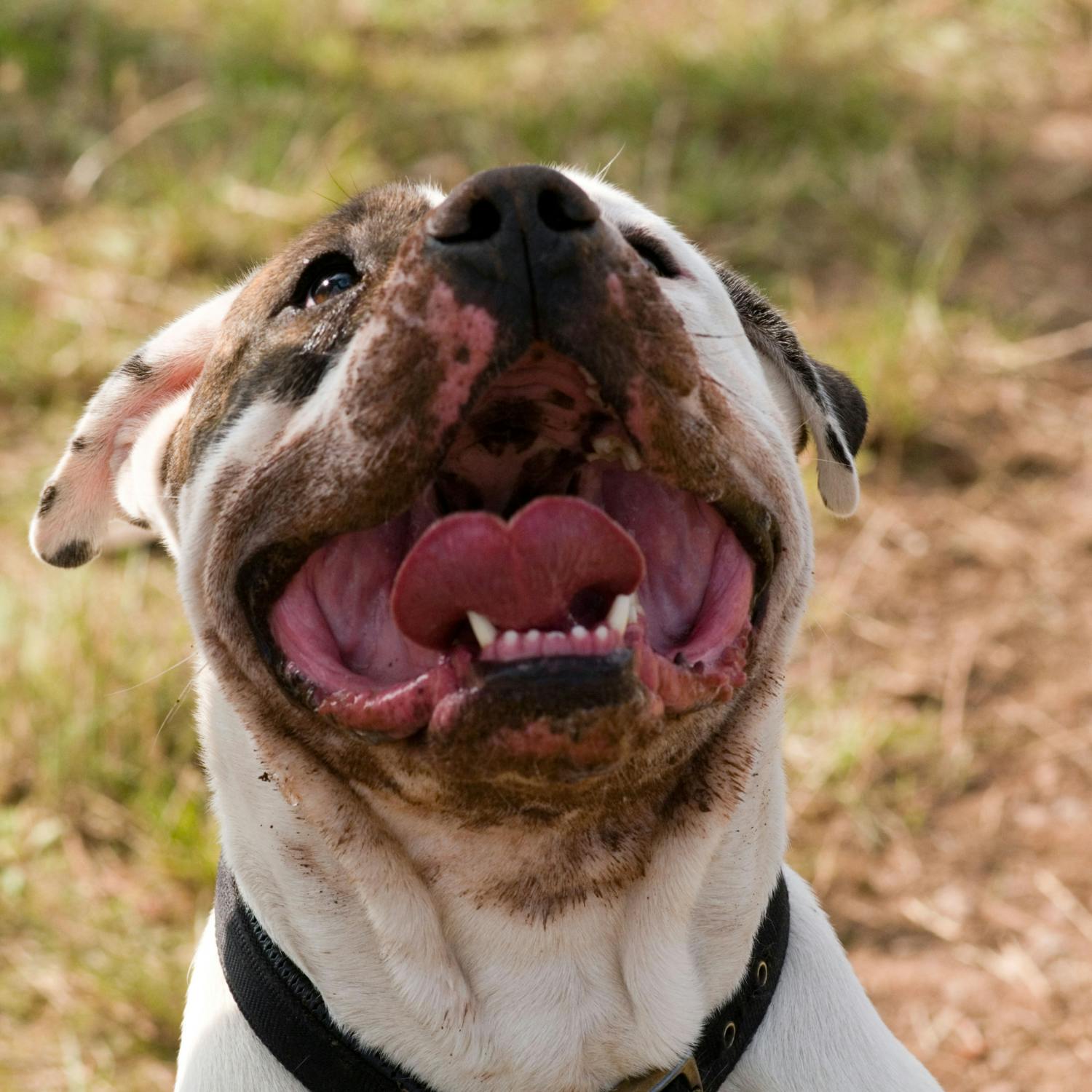 Oireachtas Committee on dangerous dog breeds Image