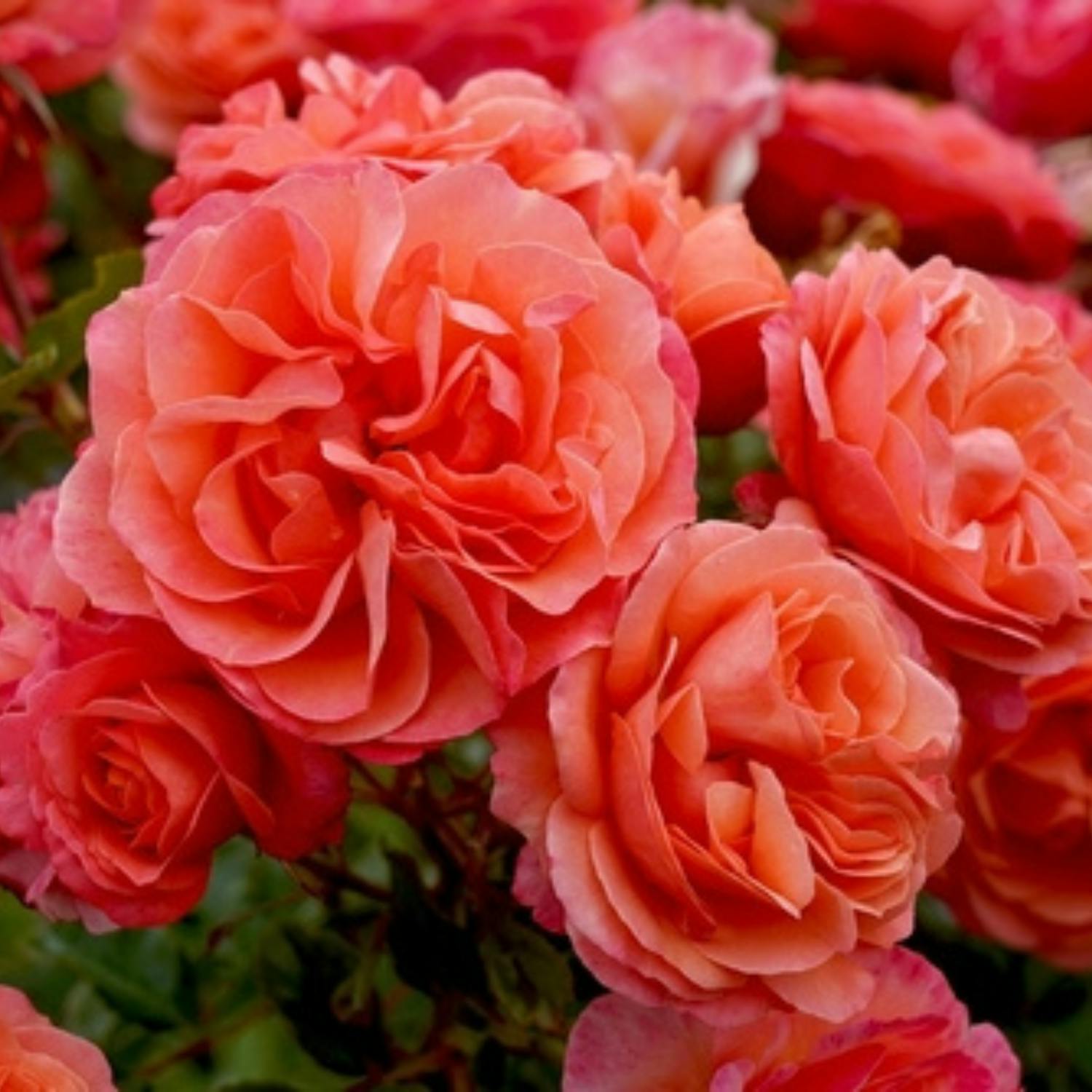 Gardening: It’s rose time in the garden