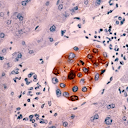 The Anton Savage Show