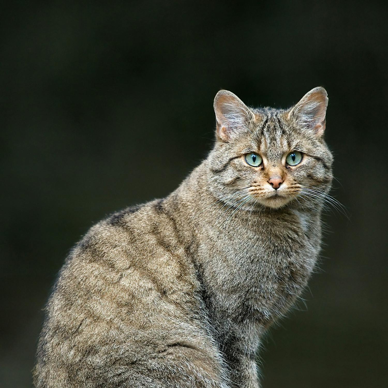 Ireland’s oldest cat found in Co. Clare cave episode artwork