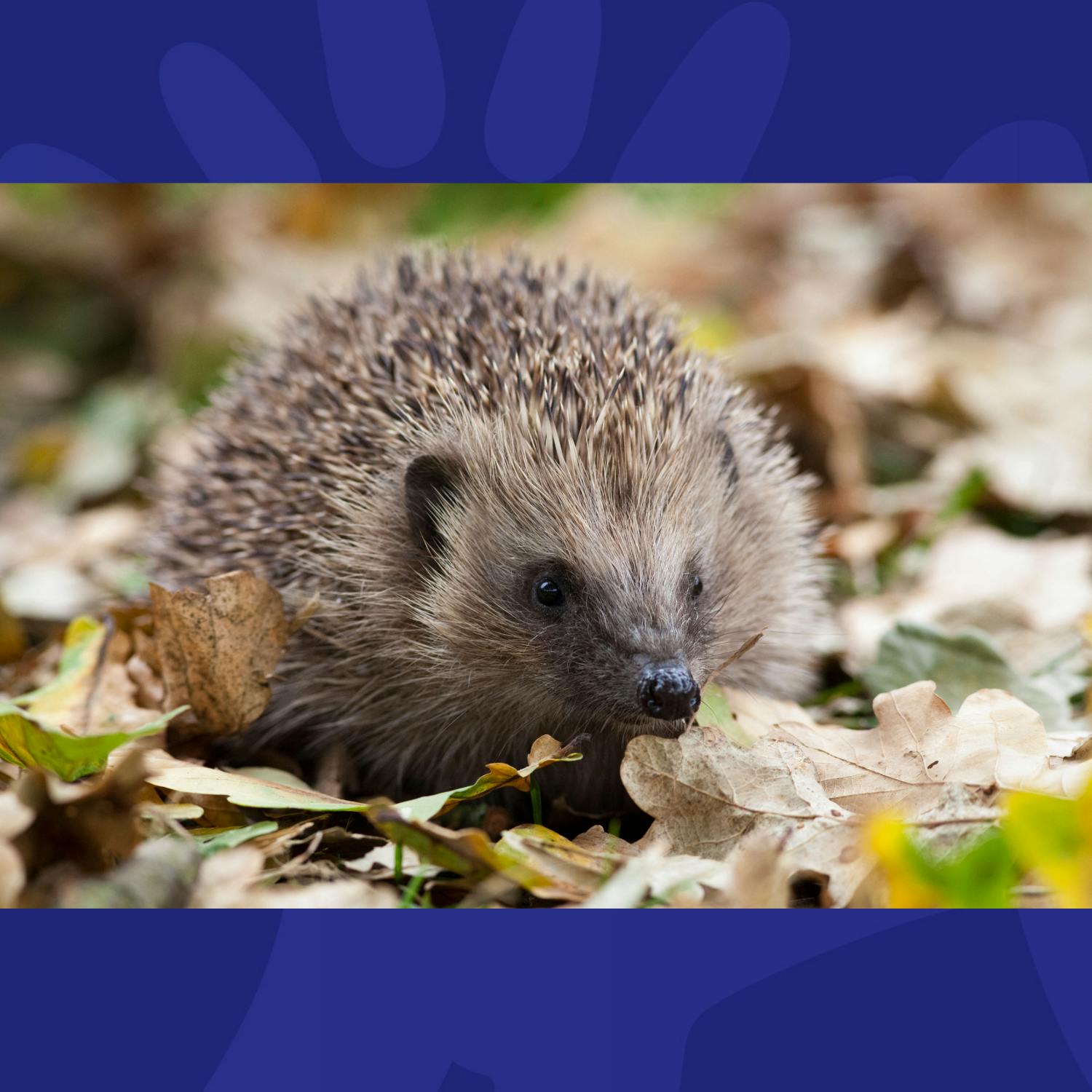 The Last Word On The Environment: New Initiative Seeks To Save Irish Hedgehogs