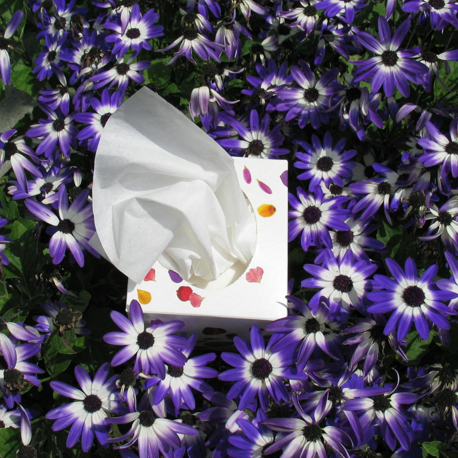 How to cope during hayfever season? episode artwork