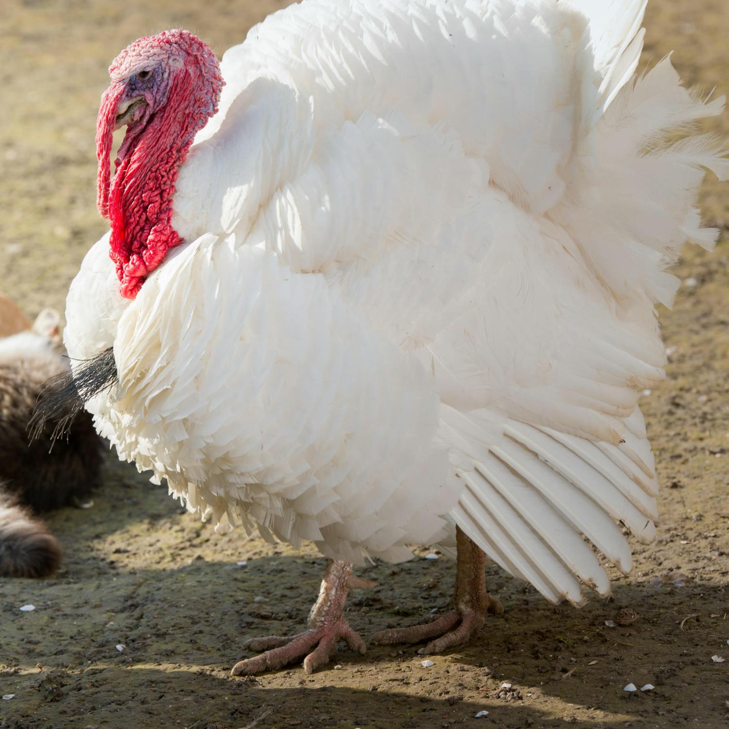 What do the latest bird flu outbreaks mean for Christmas?
