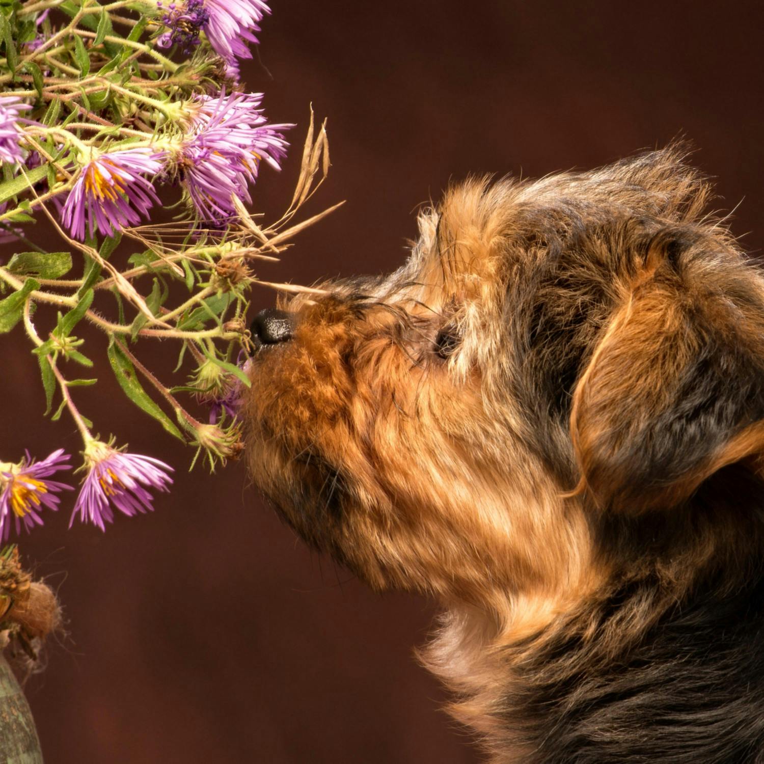 How to care for your pets during allergy season?