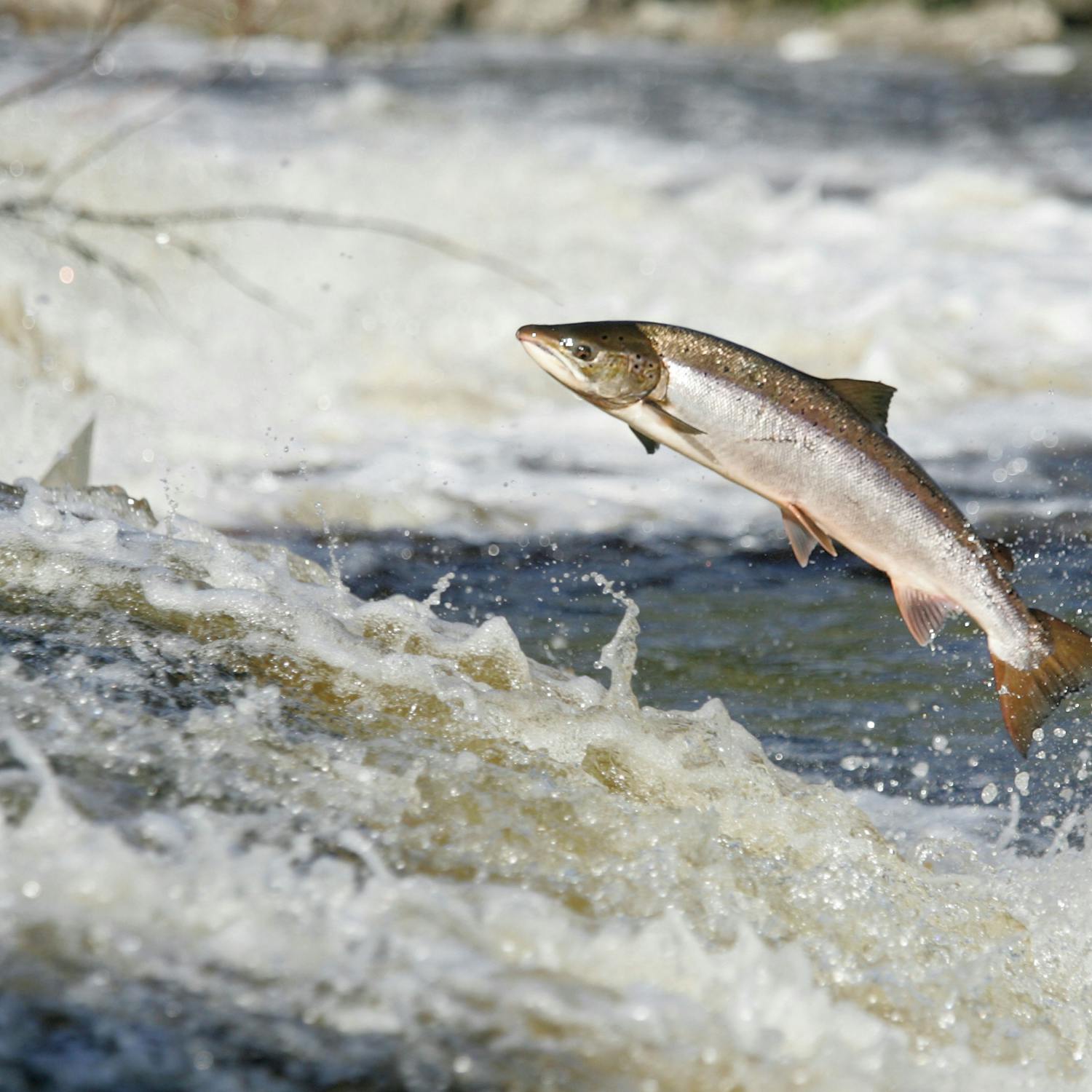 Concerns around the Wild Salmon numbers in Irish waters episode artwork
