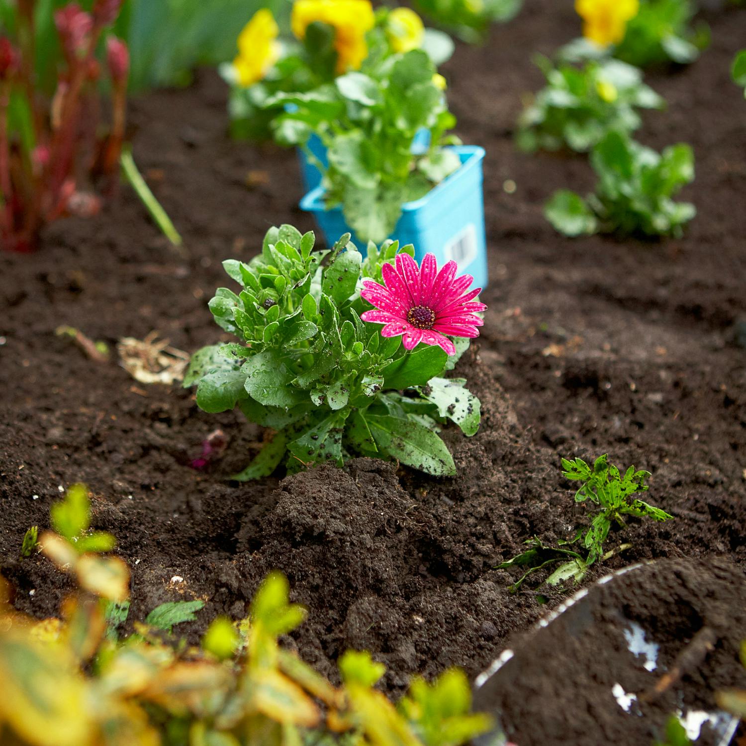 Should you place flowers based on their scent?