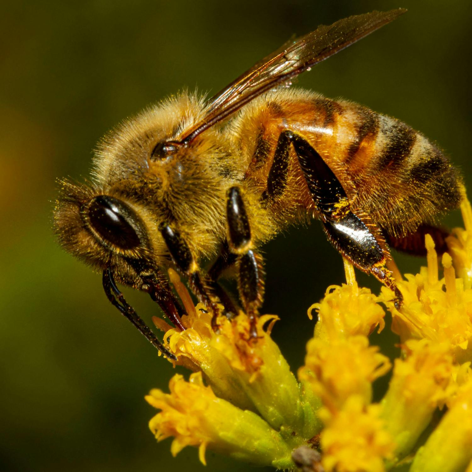 Why bees are affected by heatwave