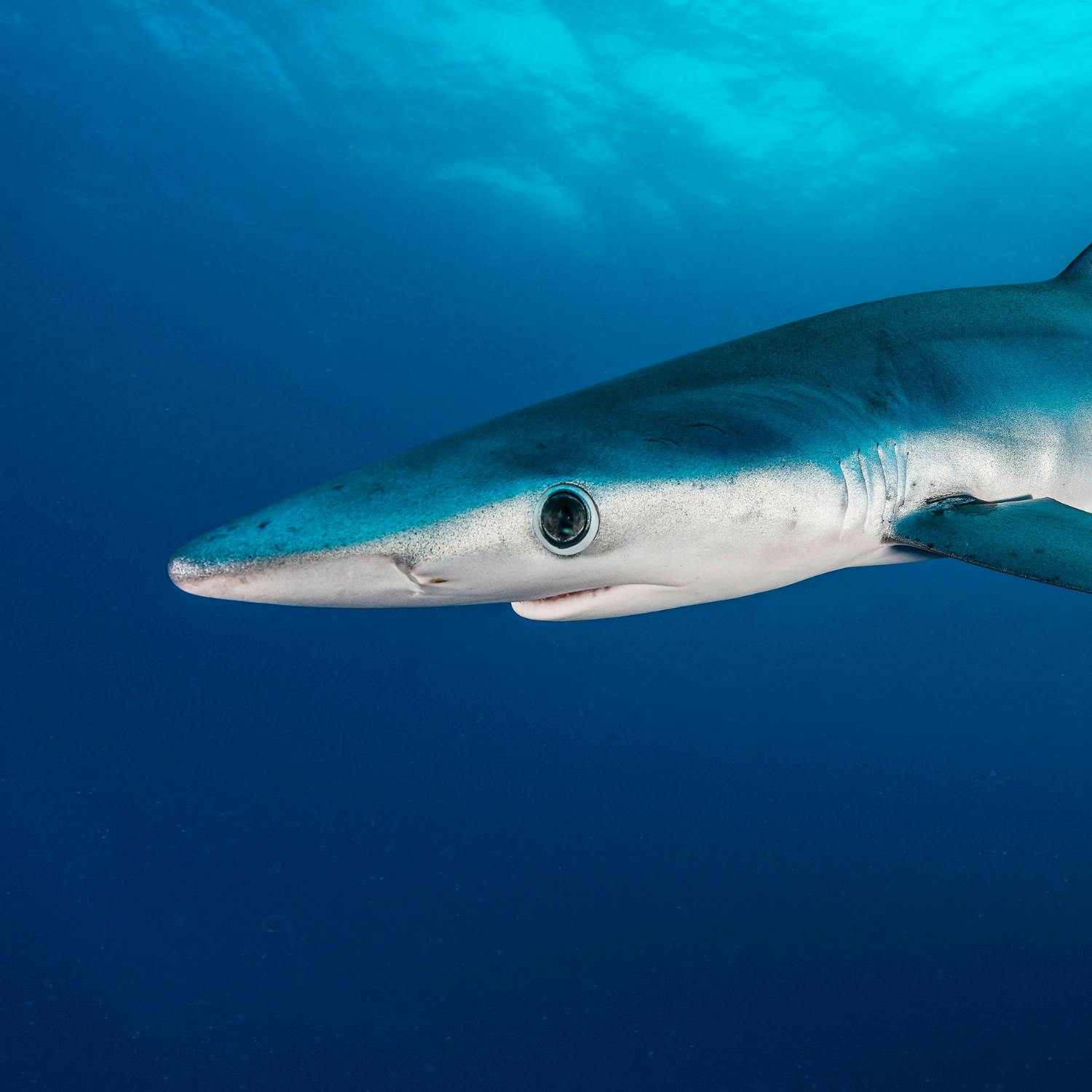 Shark attack on a vessel off the coast of Co Waterford
