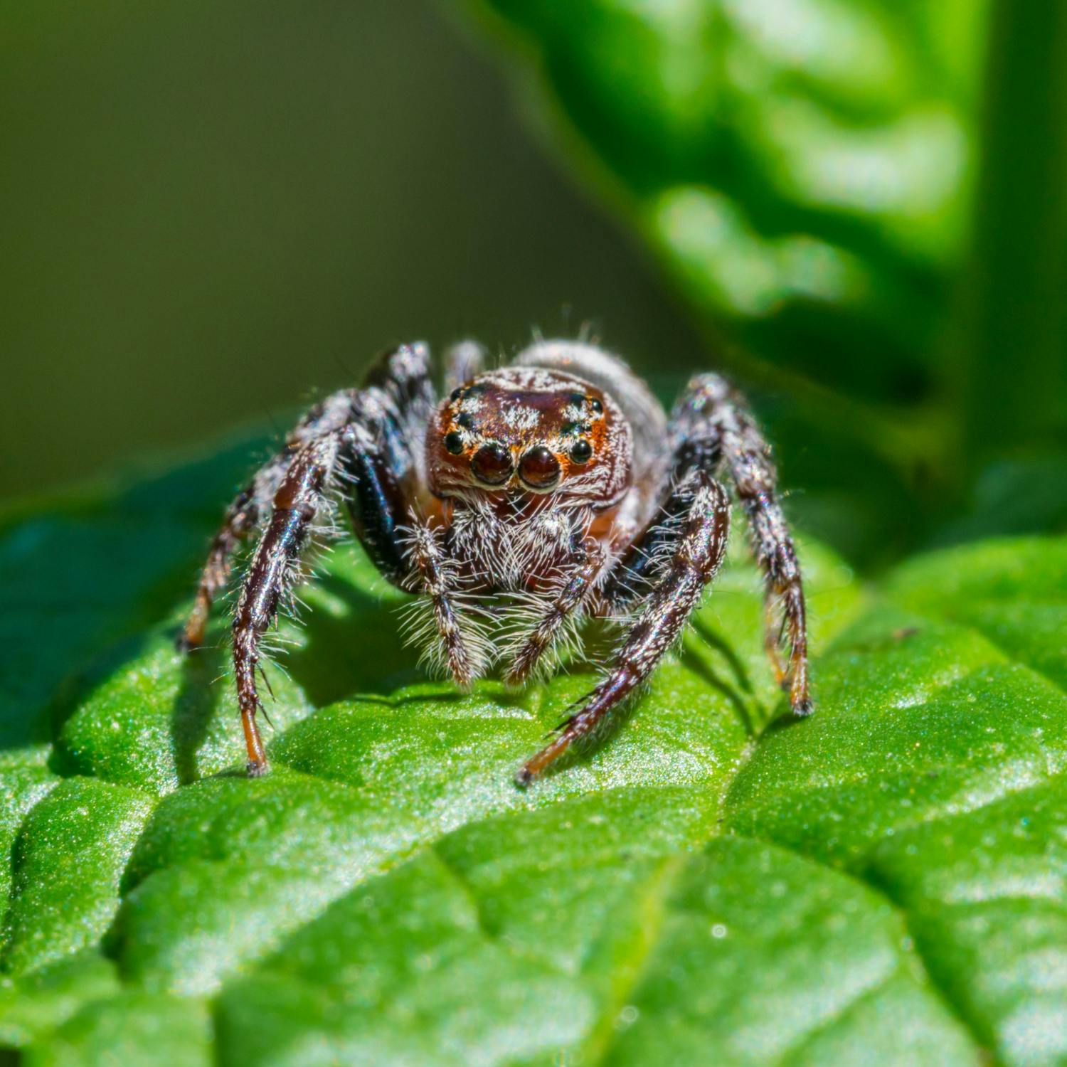Australian Spider Expert Has Some Advice For Arachnophobes