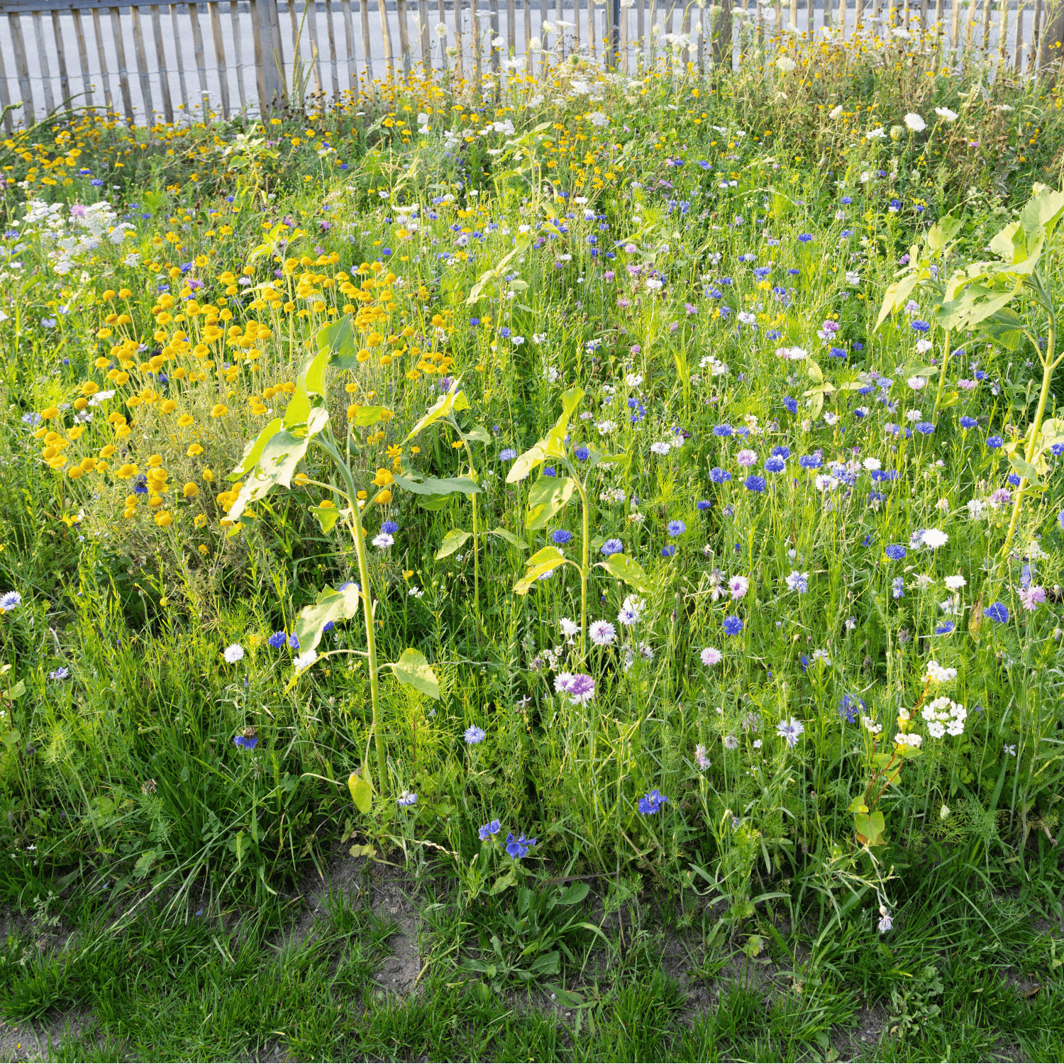 Are trendy ‘rewilded’ gardens ‘diminishing’ wildlife?