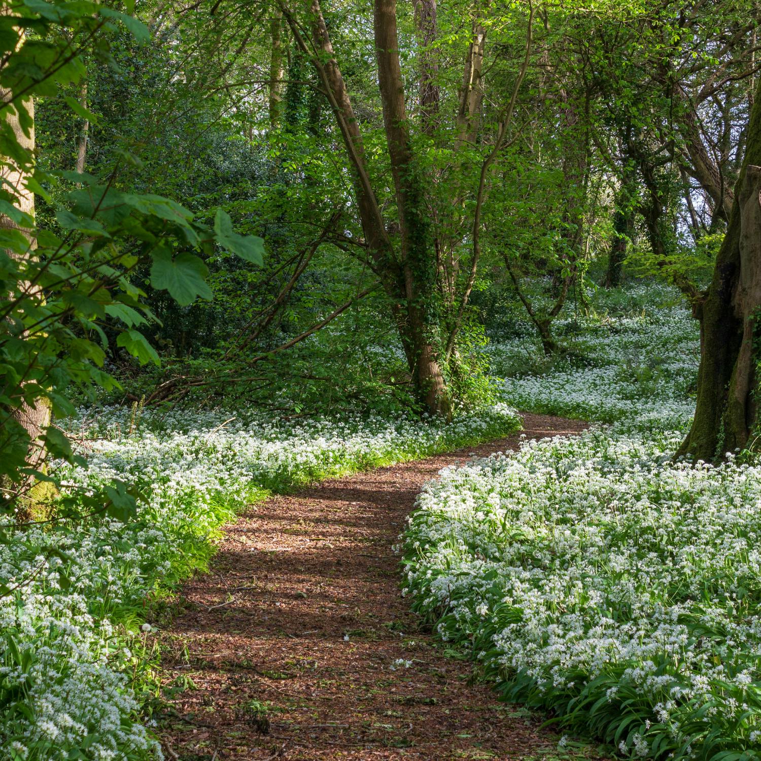 Less than 0.1% of Ireland's ancient forests remains