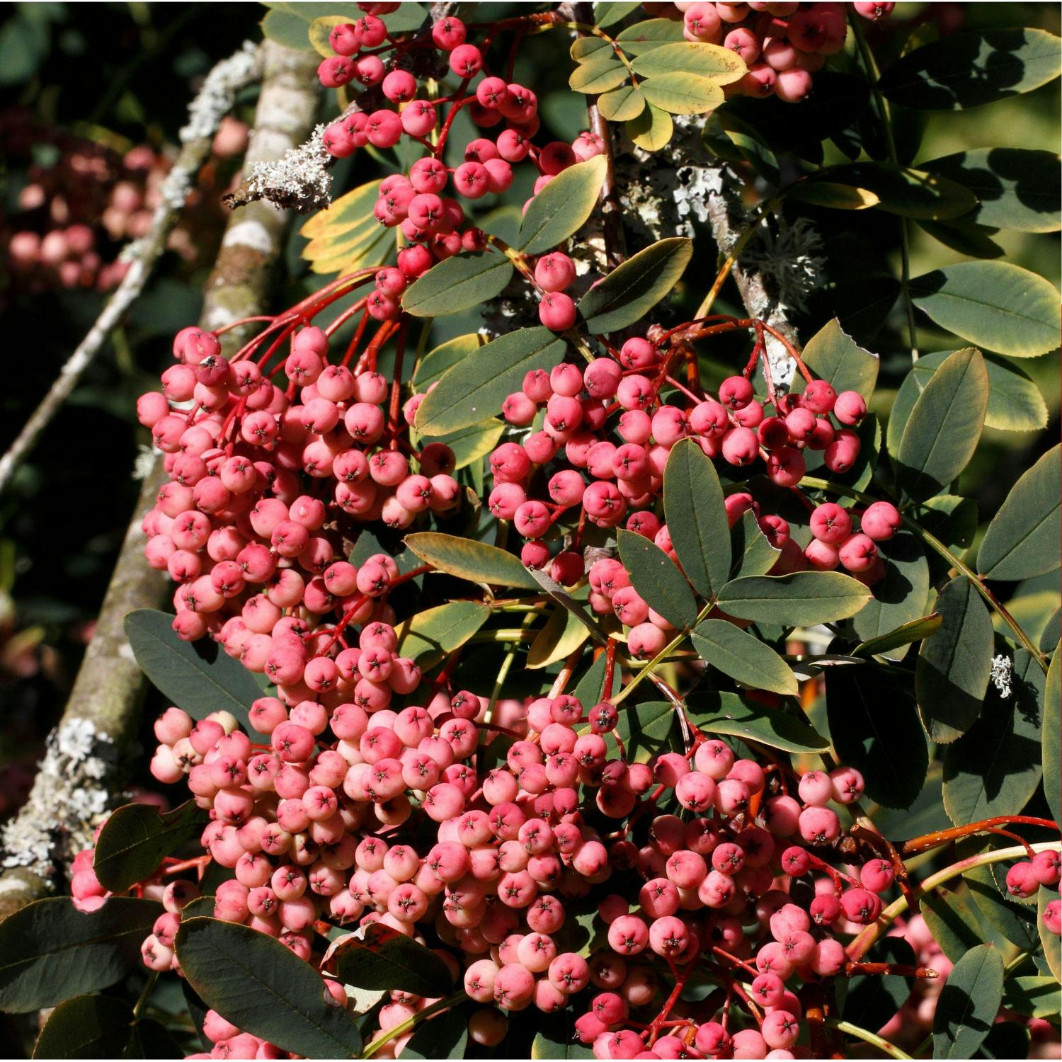The best berry plants to have in your garden