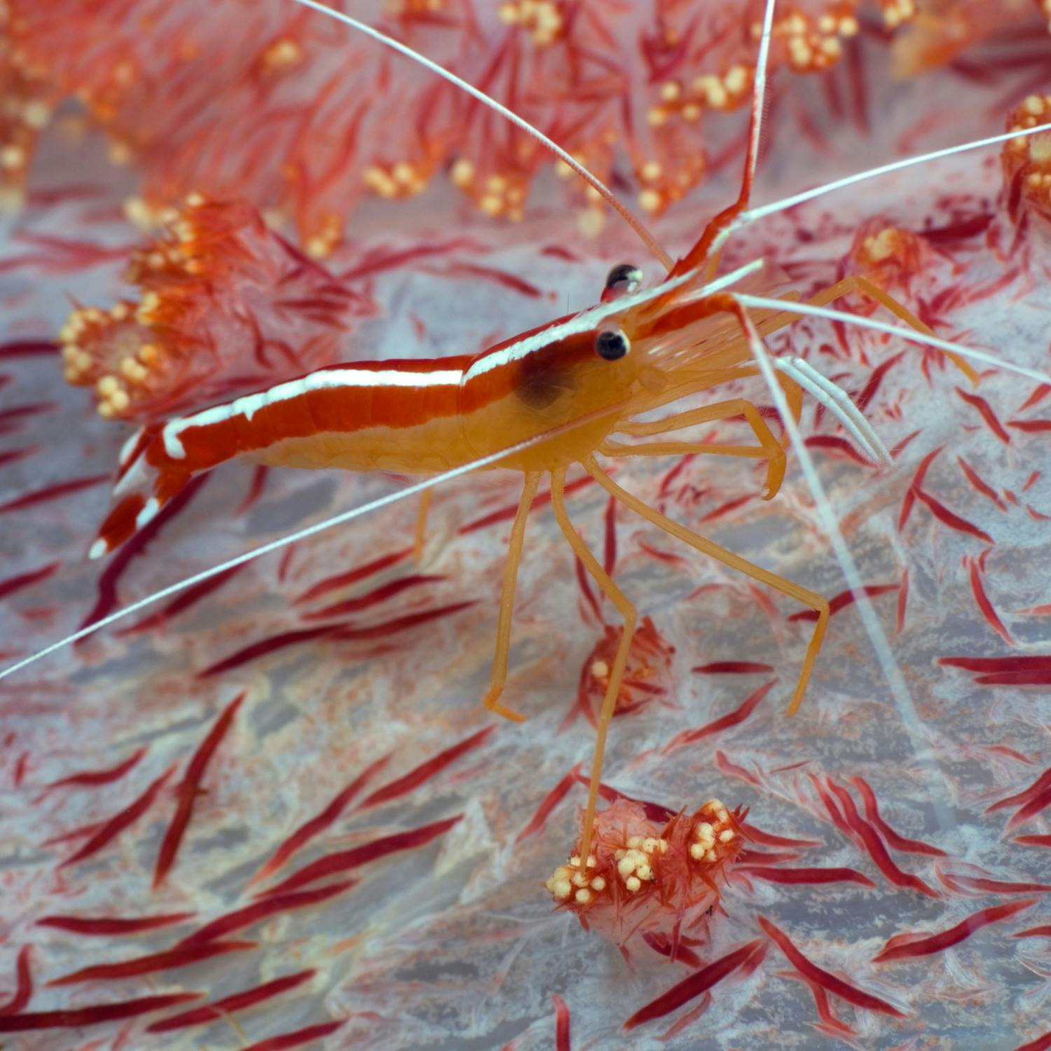 Green Scene: Speedy shrimp