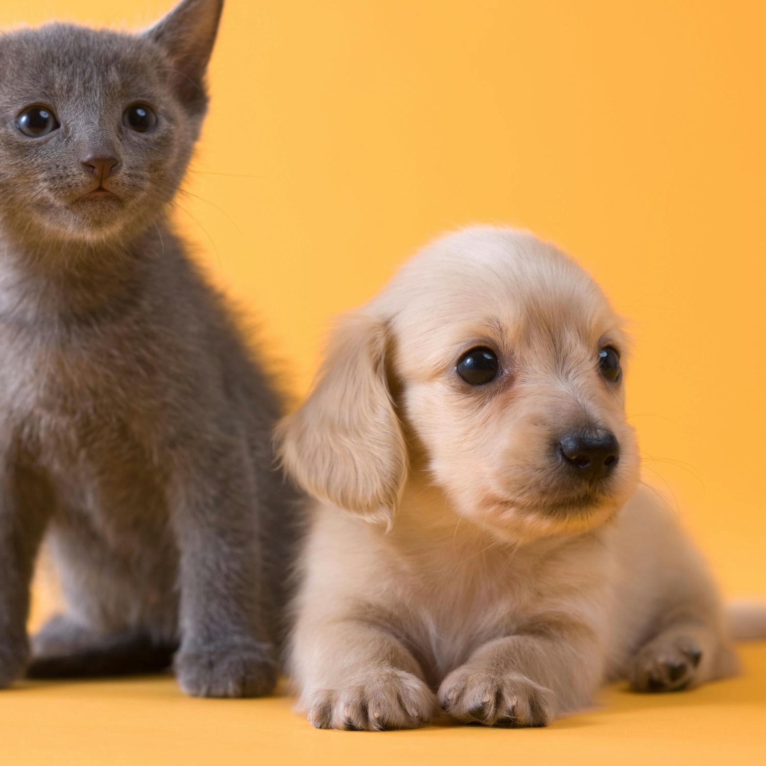 We have some sustainable pet solutions