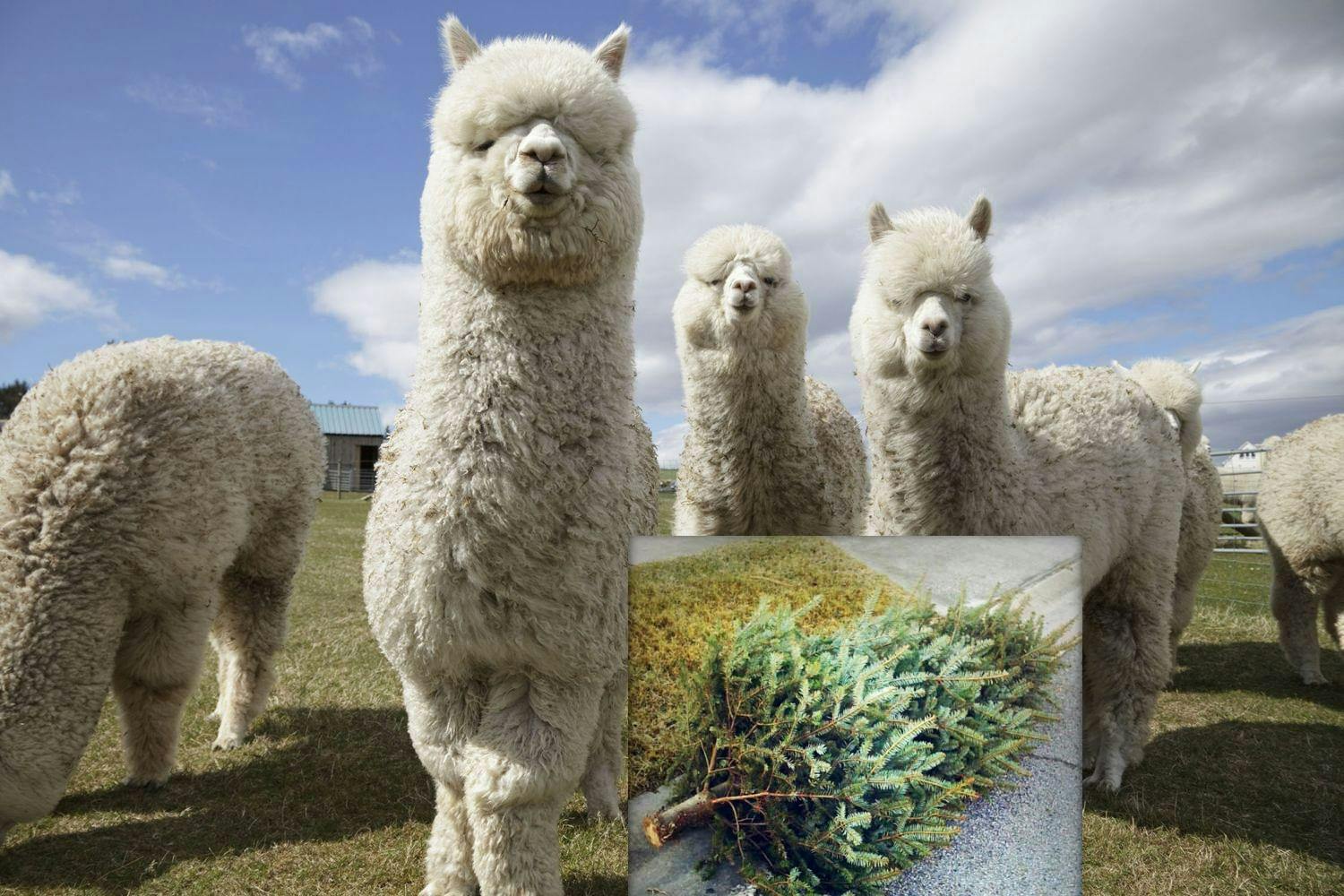 Wicklow Alpaca Farm Says Alpaca's Love Munching Pine Needles From Christmas Trees episode artwork