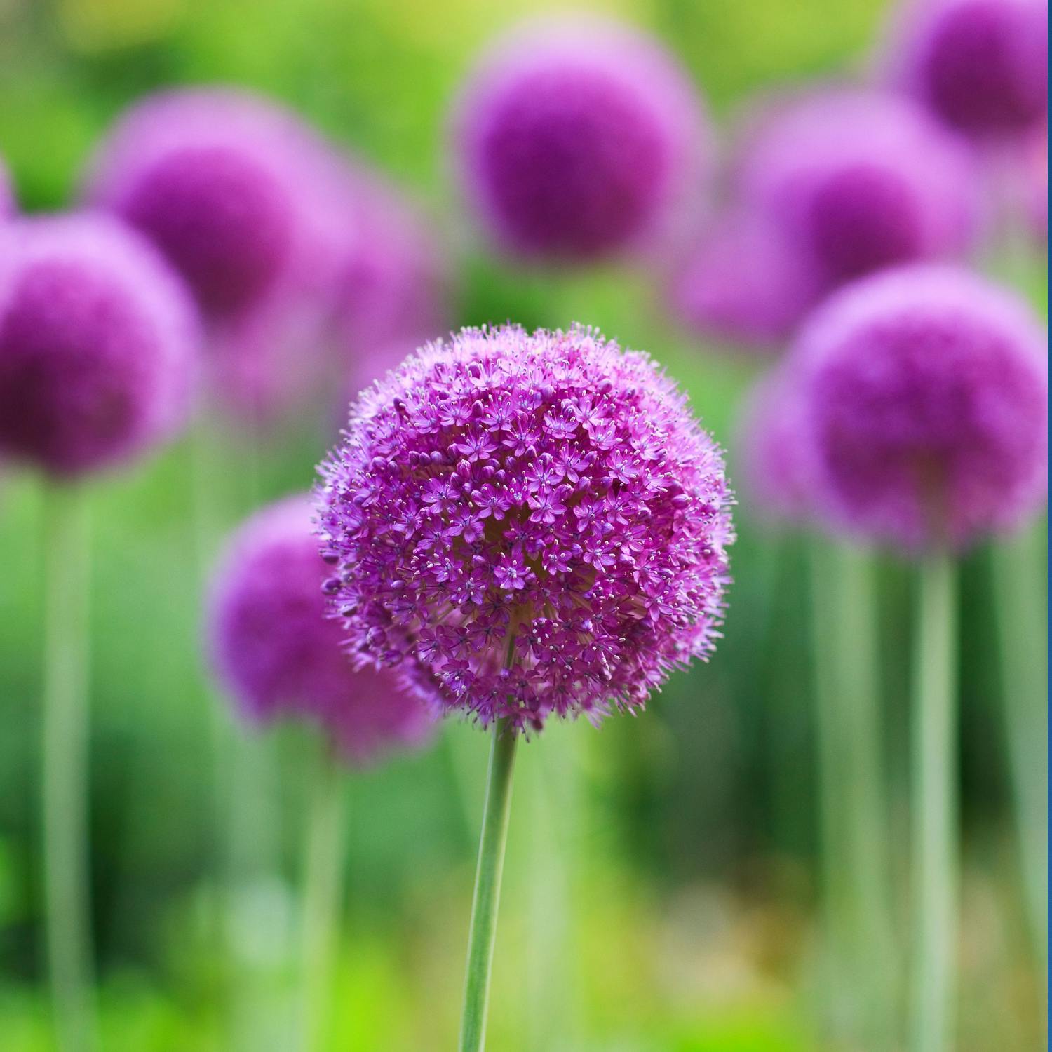Gardening with Paraic Horkan