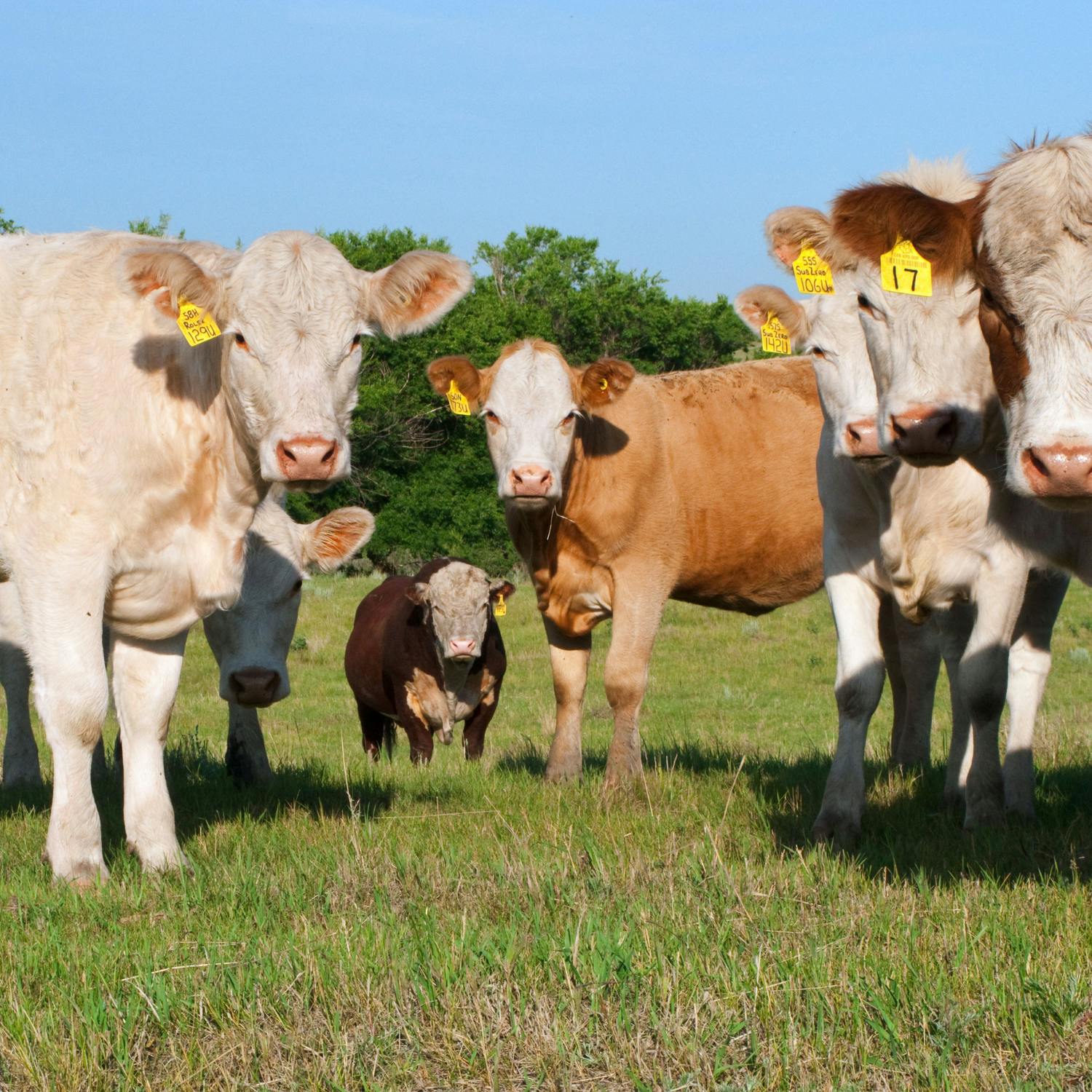What does it mean for Farmers if Europeans eat less meat episode artwork